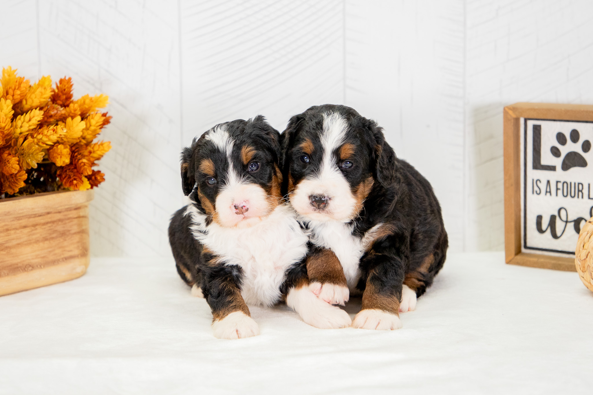 Two Cute Bernedoodle Brothers leaning on each other during photoshoot.
