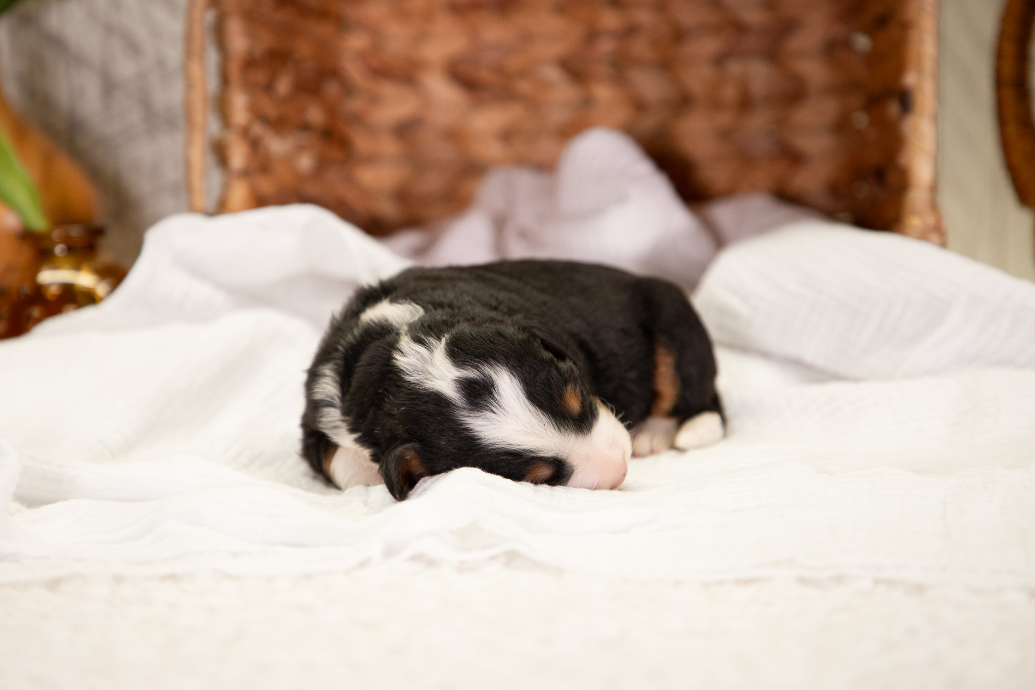 Male-F1-Mini-Bernedoodles-Ann-and-Crimson-4