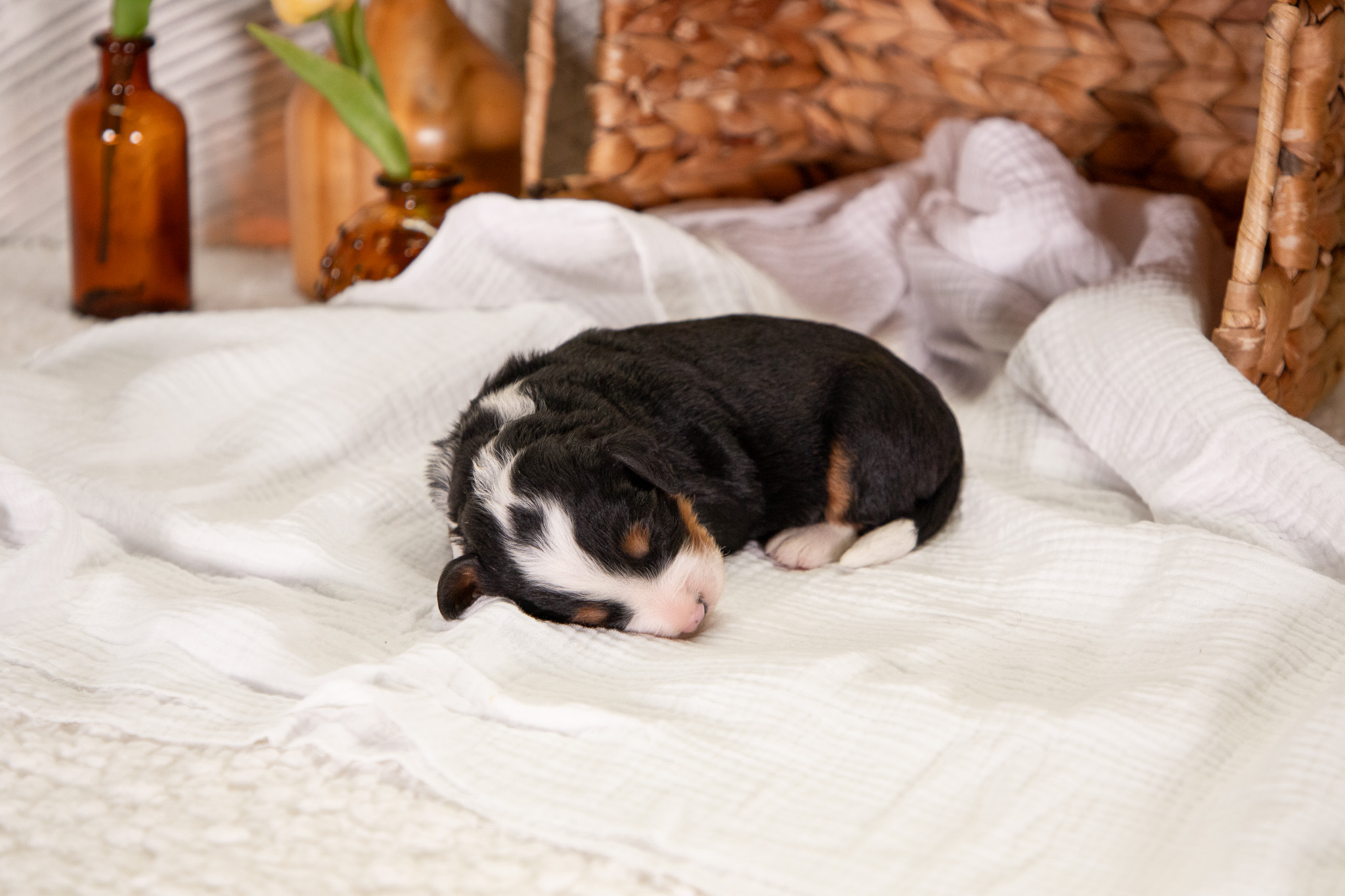 Male-F1-Mini-Bernedoodles-Ann-and-Crimson-5