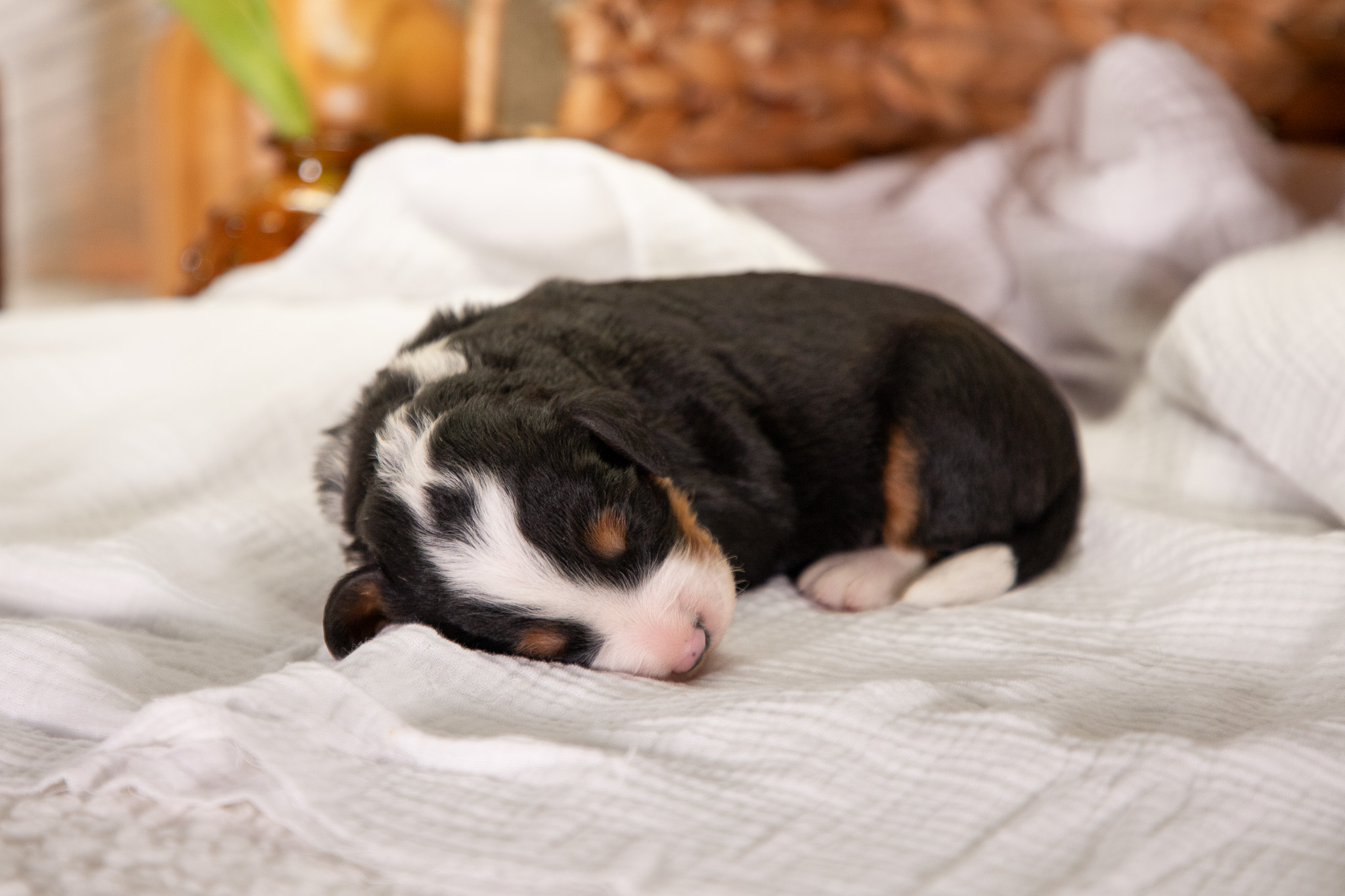 Male-F1-Mini-Bernedoodles-Ann-and-Crimson-6