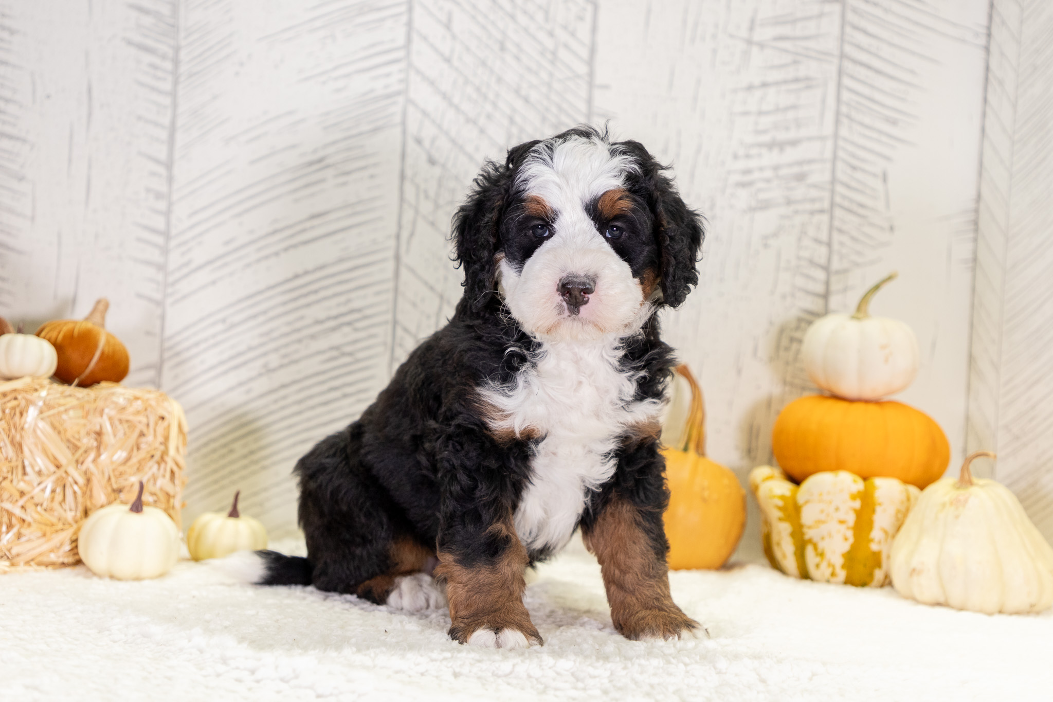 Bernedoodle Puppies For SaleZachBernedoodle For Sale