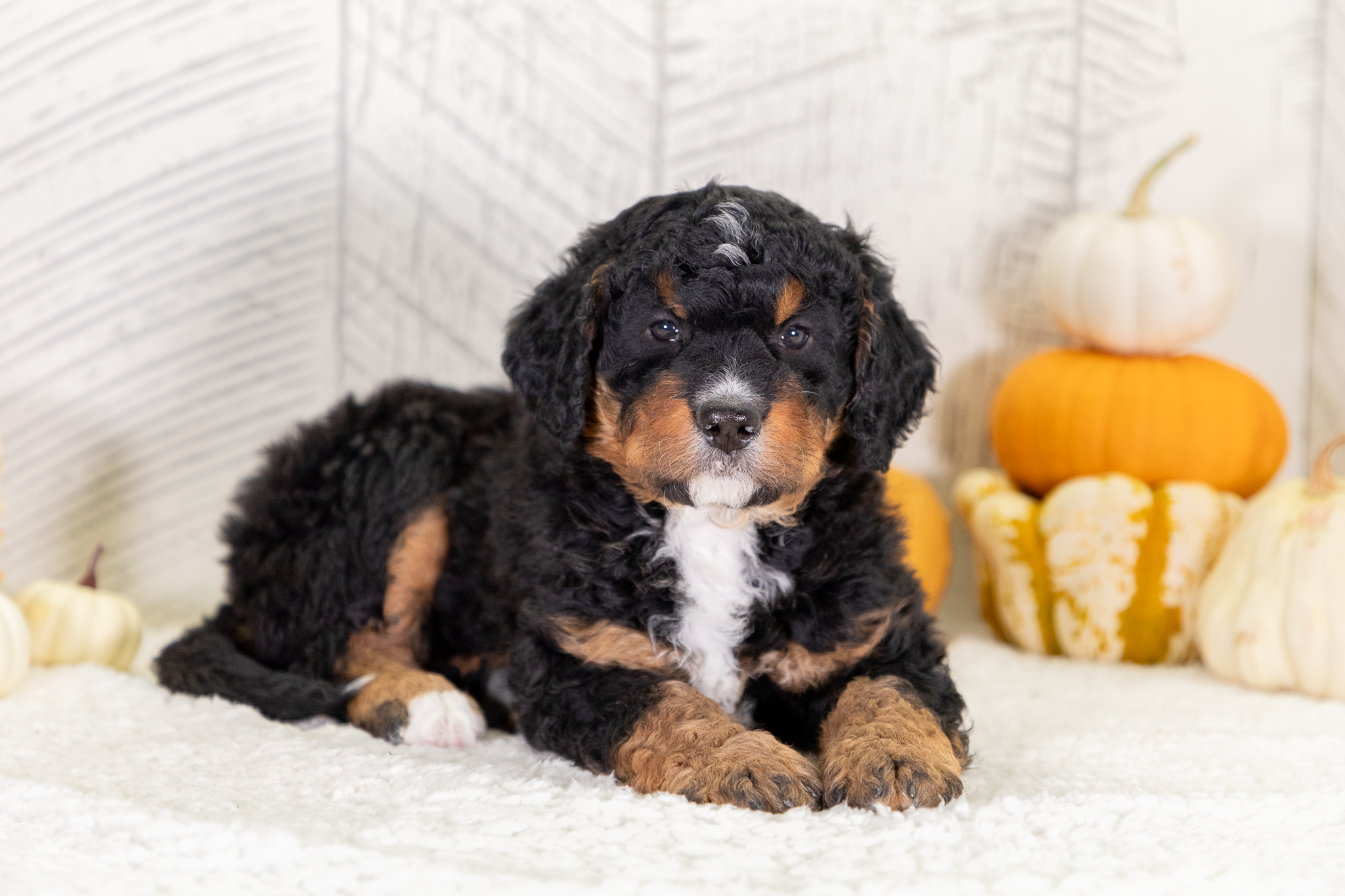 Bernedoodle Puppies For SaleZaneBernedoodle For Sale