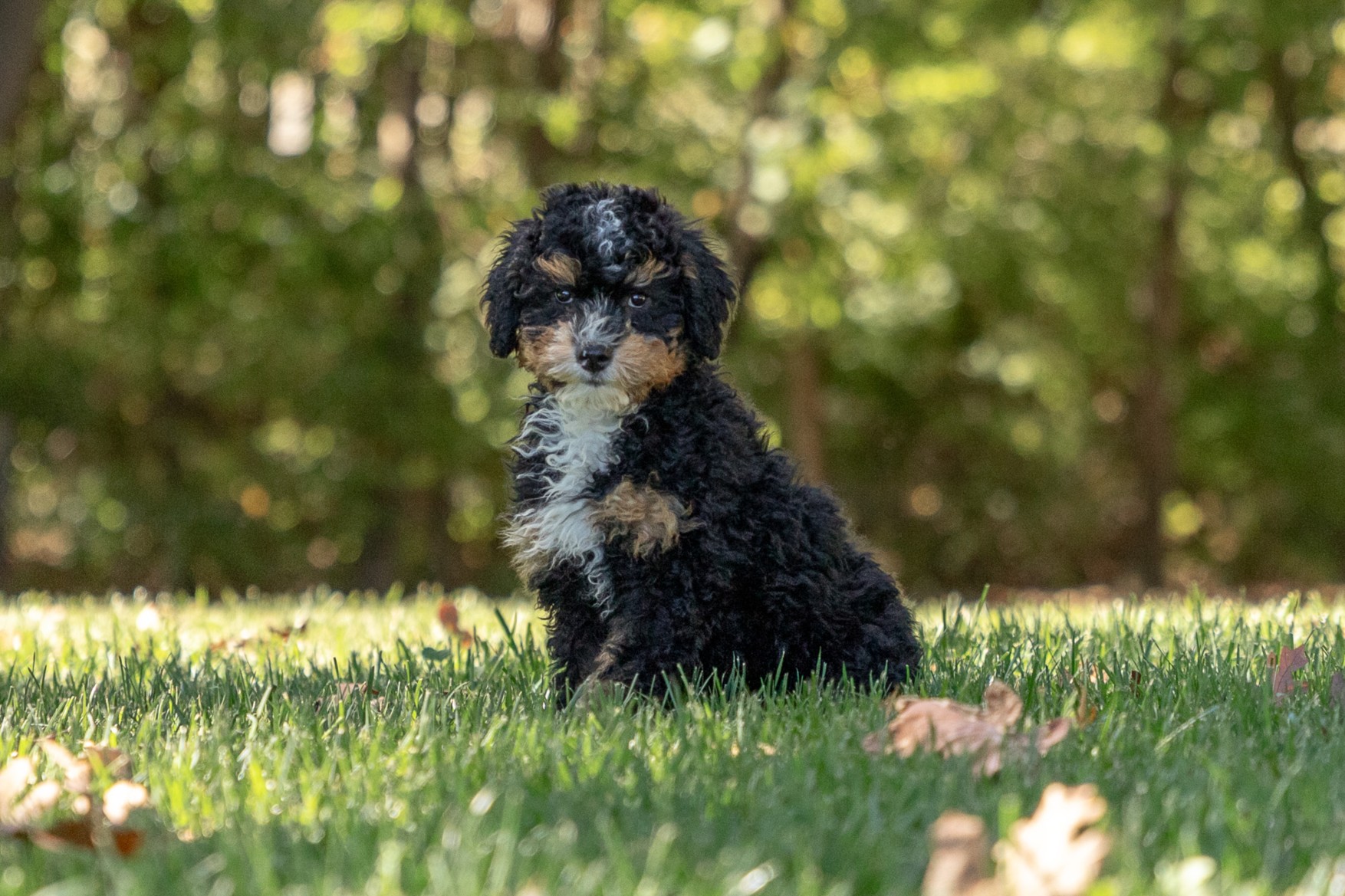 Bernedoodle Puppies For SaleZenaBernedoodle For Sale