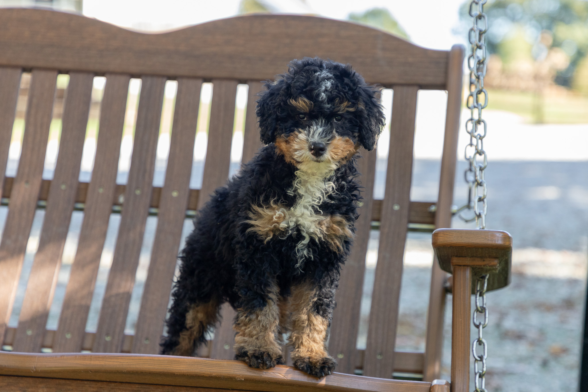 Multi-Gen-Bernedoodle-Puppy-Zena-3-2