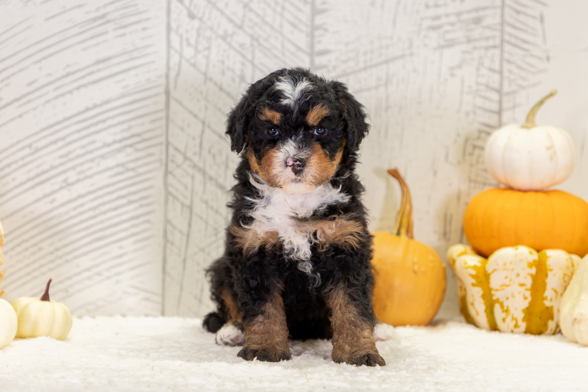 Bernedoodle Puppies For SaleZenaBernedoodle For Sale