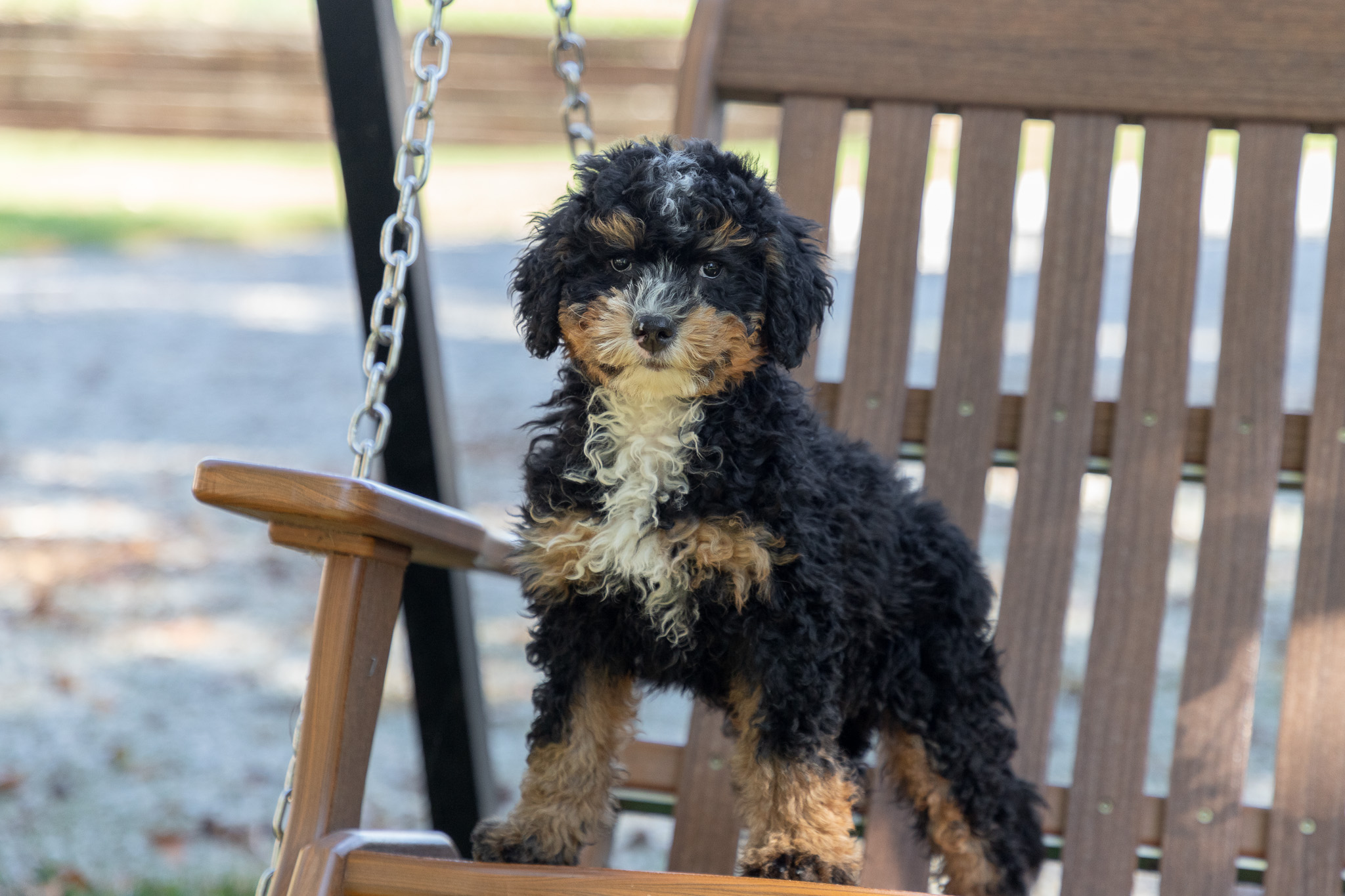 Multi-Gen-Bernedoodle-Puppy-Zena-5-2
