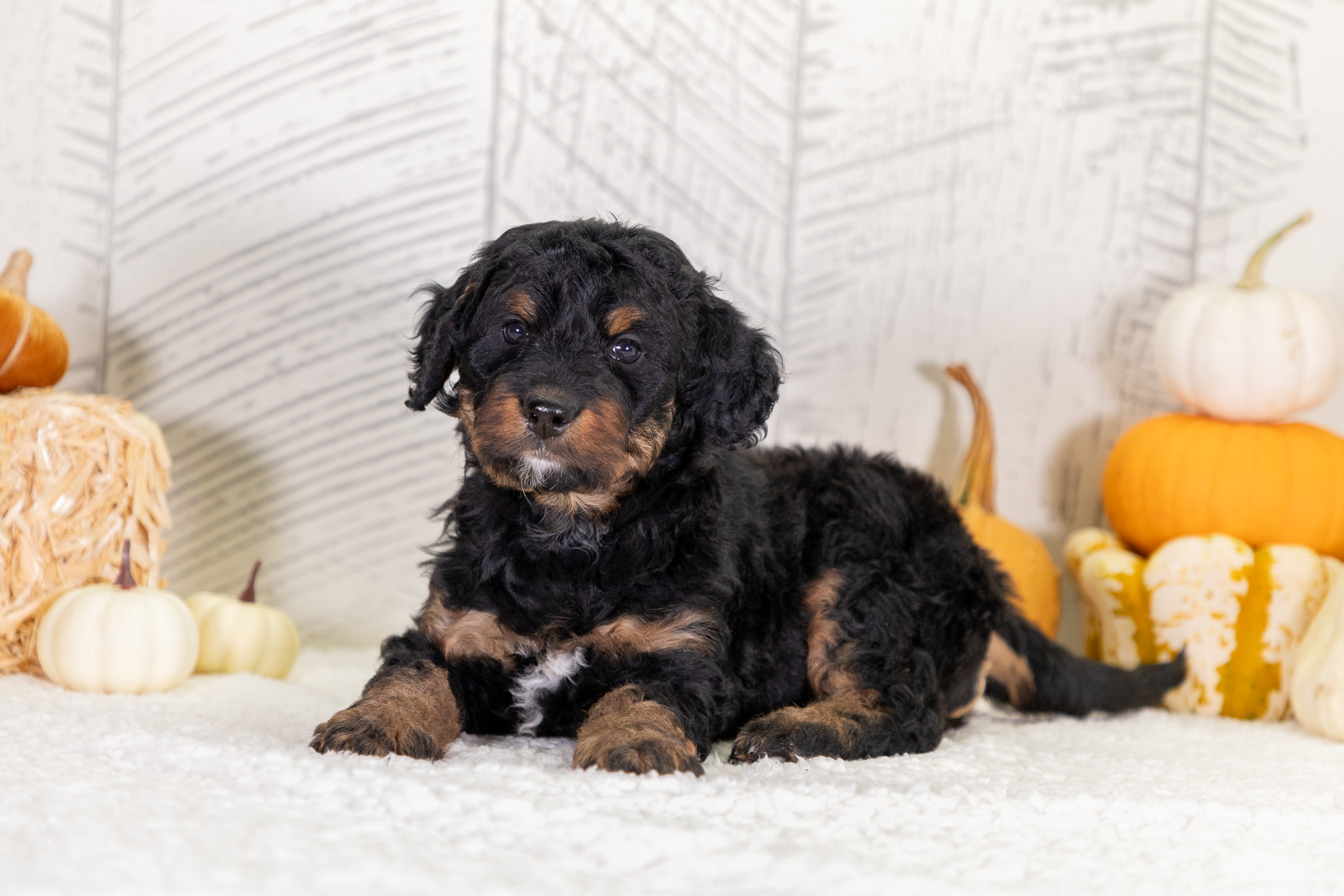 Bernedoodle Puppies For SaleZennyBernedoodle For Sale