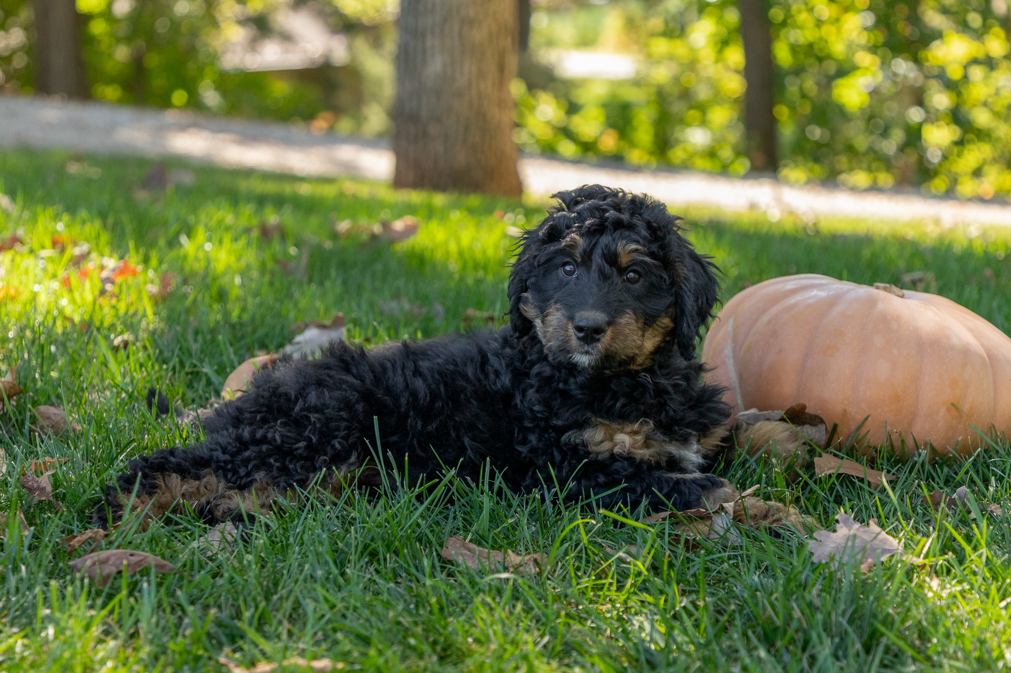 Multi-Gen-Bernedoodle-Puppy-Zenny-1