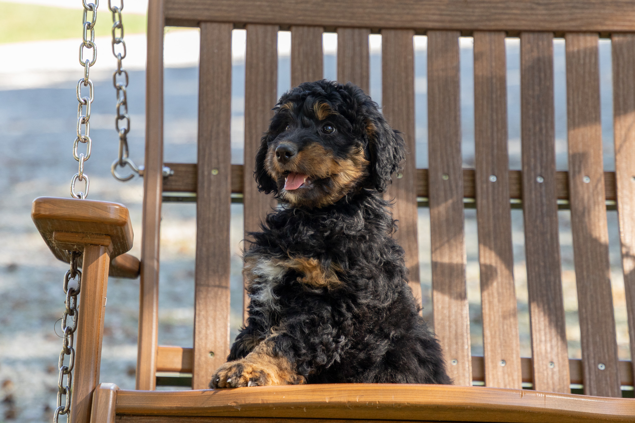 Multi-Gen-Bernedoodle-Puppy-Zenny-2