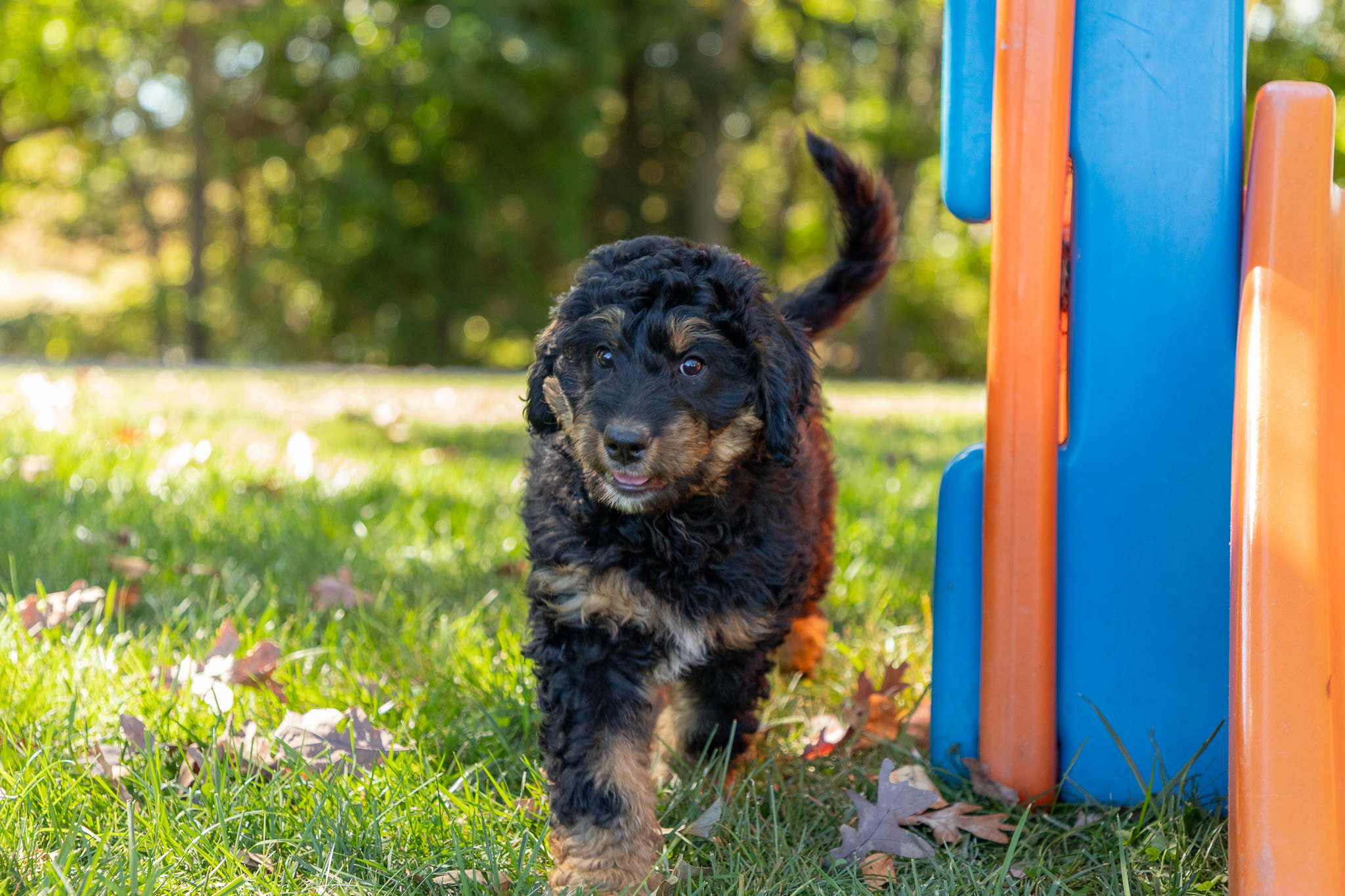 Bernedoodle Puppies For SaleZennyBernedoodle For Sale