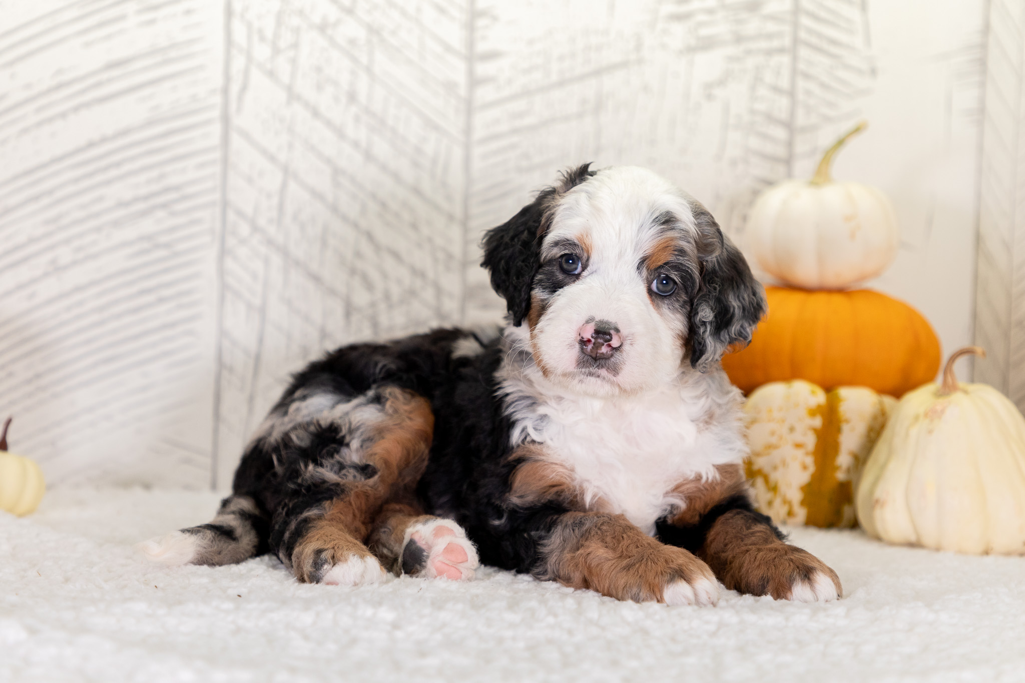 Bernedoodle Puppies For SaleZoeyBernedoodle For Sale