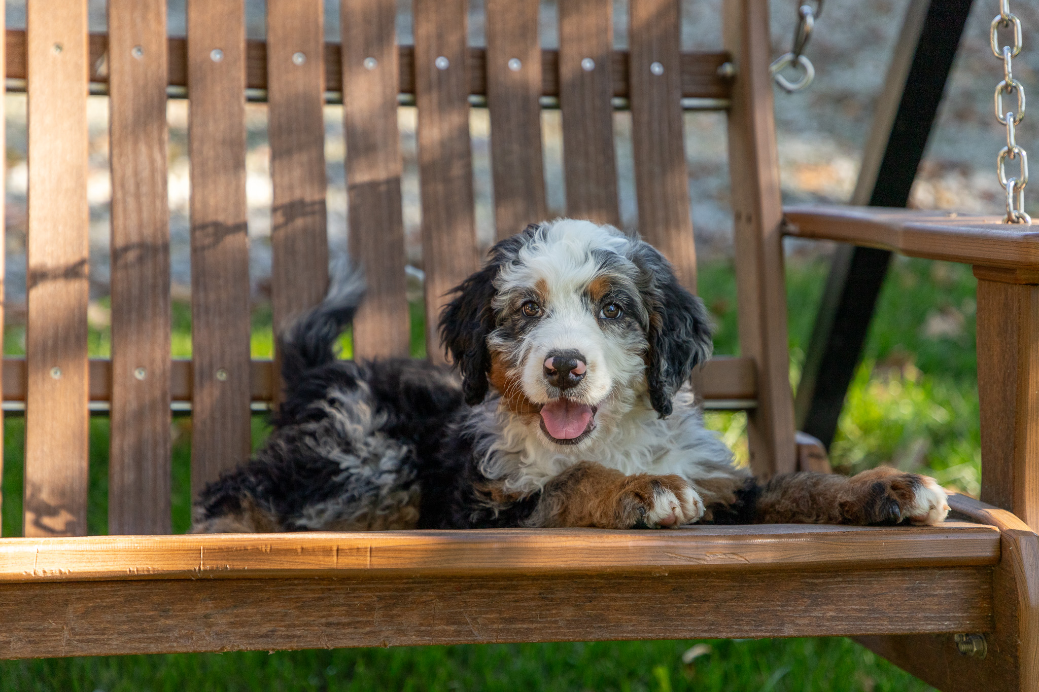 Bernedoodle Puppies For SaleZoeyBernedoodle For Sale