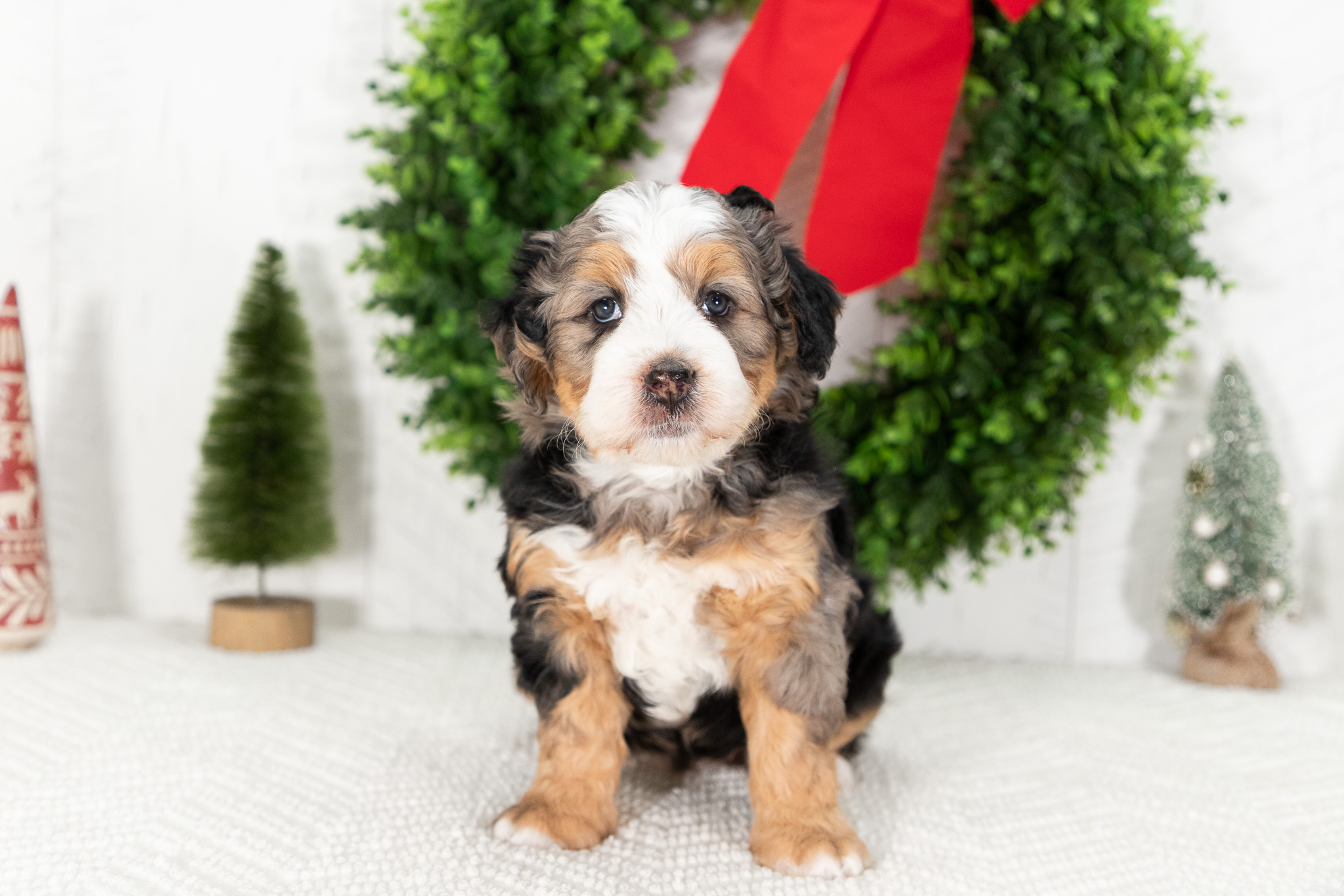 Bernedoodle Puppies For SaleEllieBernedoodle For Sale