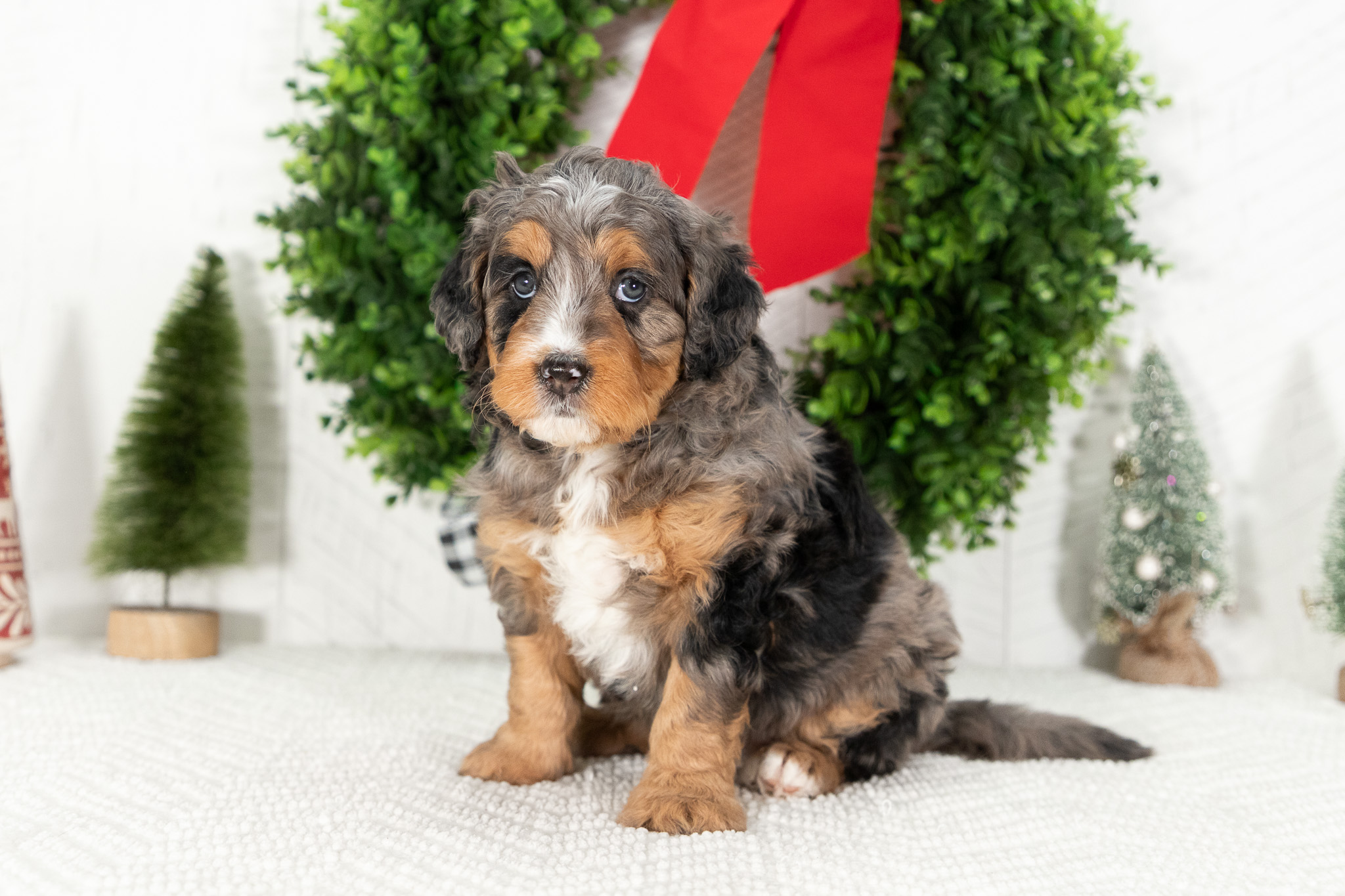 Bernedoodle Puppies For SaleEmmaBernedoodle For Sale