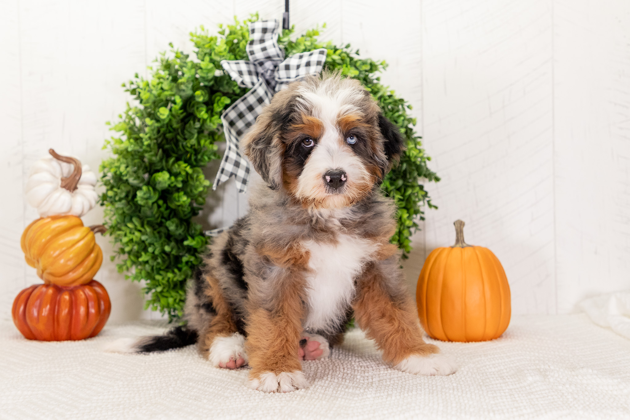 Multi-Gen-Mini-Bernedoodle-Puppy-Tessa-1