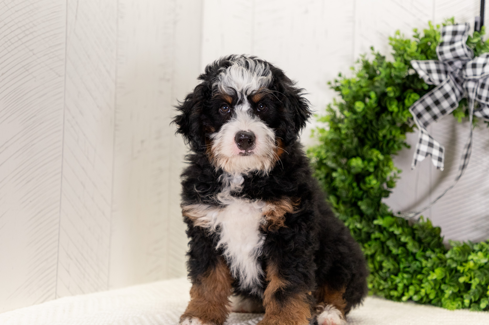 Multi-Gen-Mini-Bernedoodle-Puppy-Theo-3