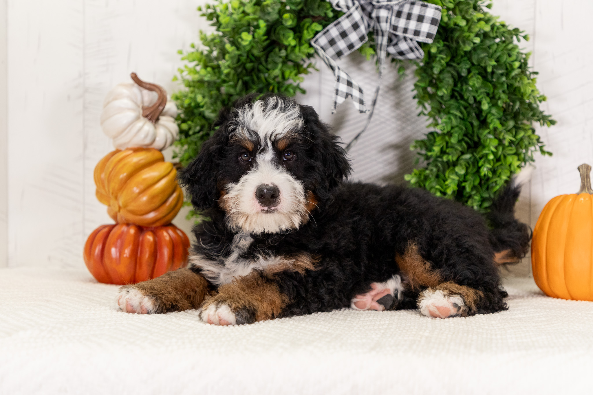 Bernedoodle Puppies For SaleTheo – TrainedBernedoodle For Sale