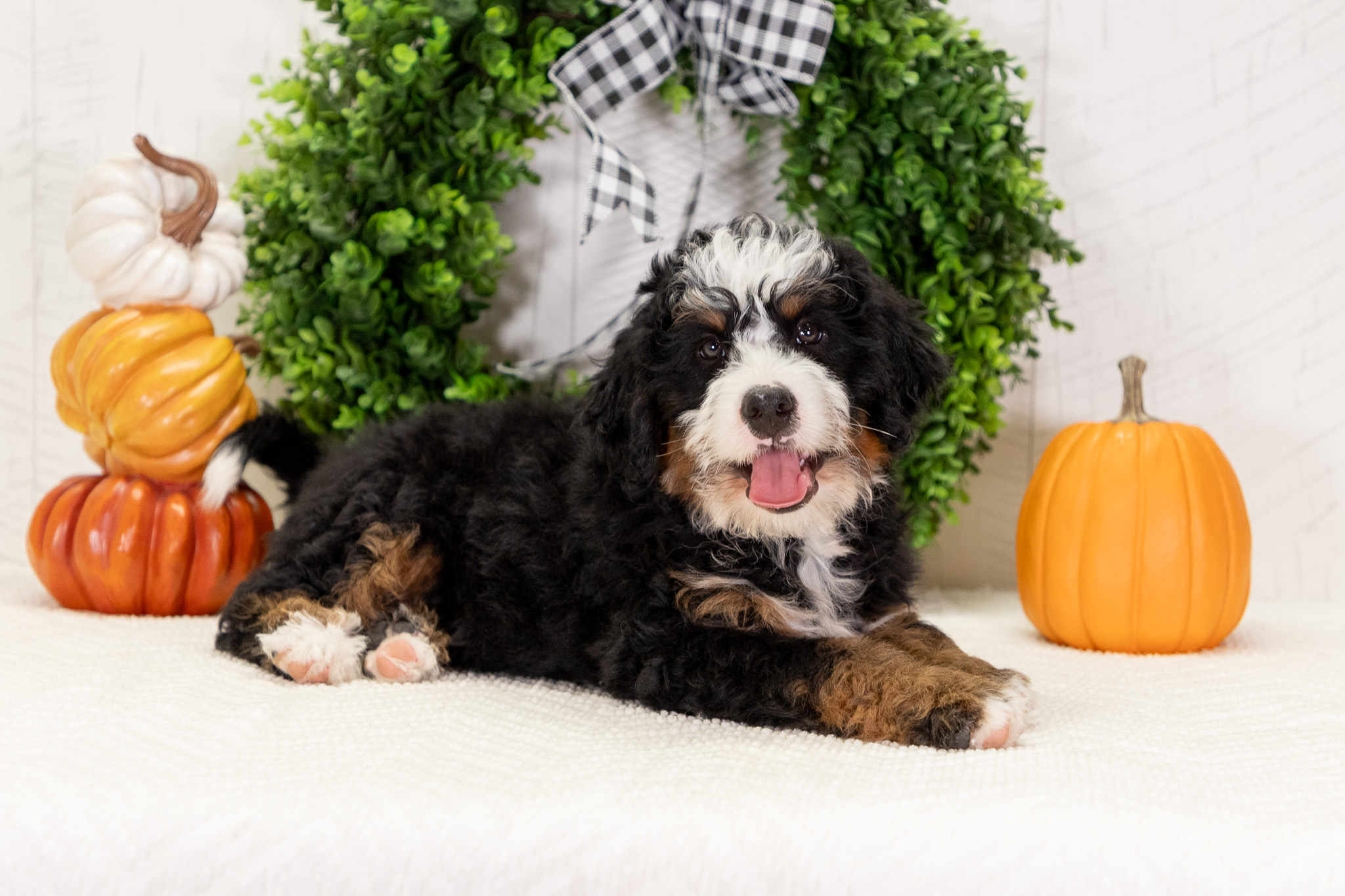 Bernedoodle Puppies For SaleTheo – Trained FTPBernedoodle For Sale