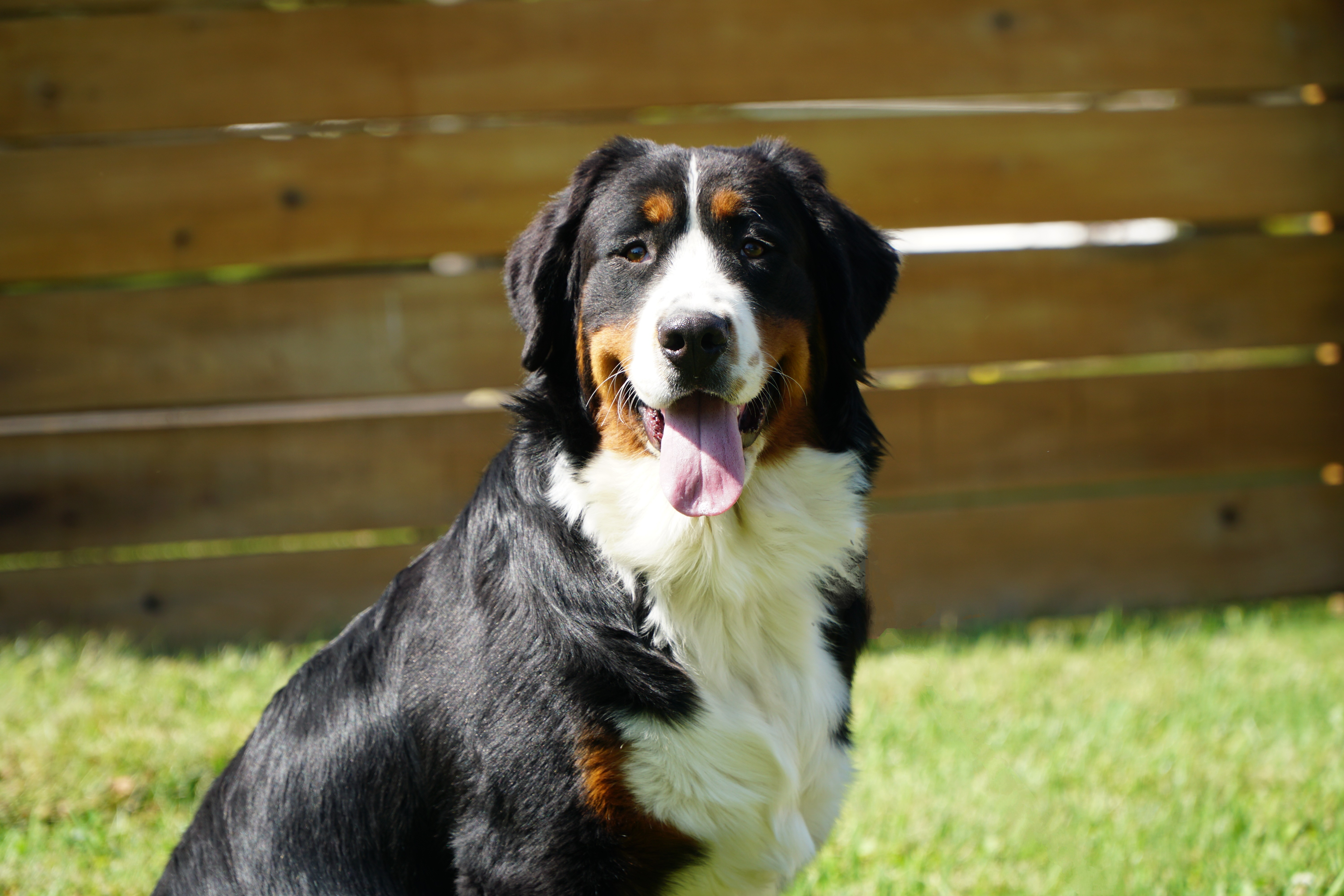 Bernese Mountain Dog Sasha who has a big smile and is a great mama!