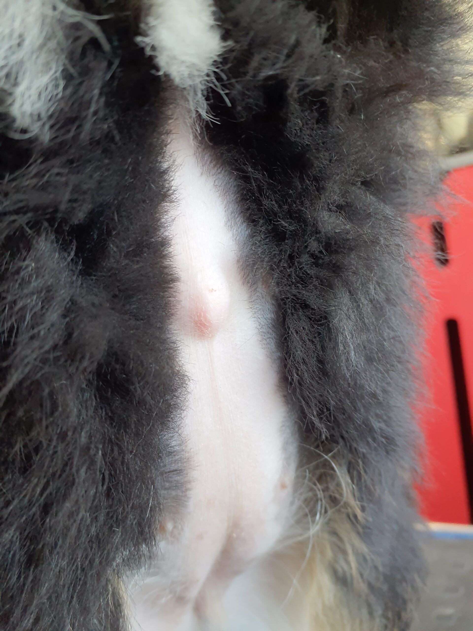 Sally-Mini-Bernedoodle-Umbilical-Cord-Hernia Mini Bernedoodle Umbilical Cord Hernia