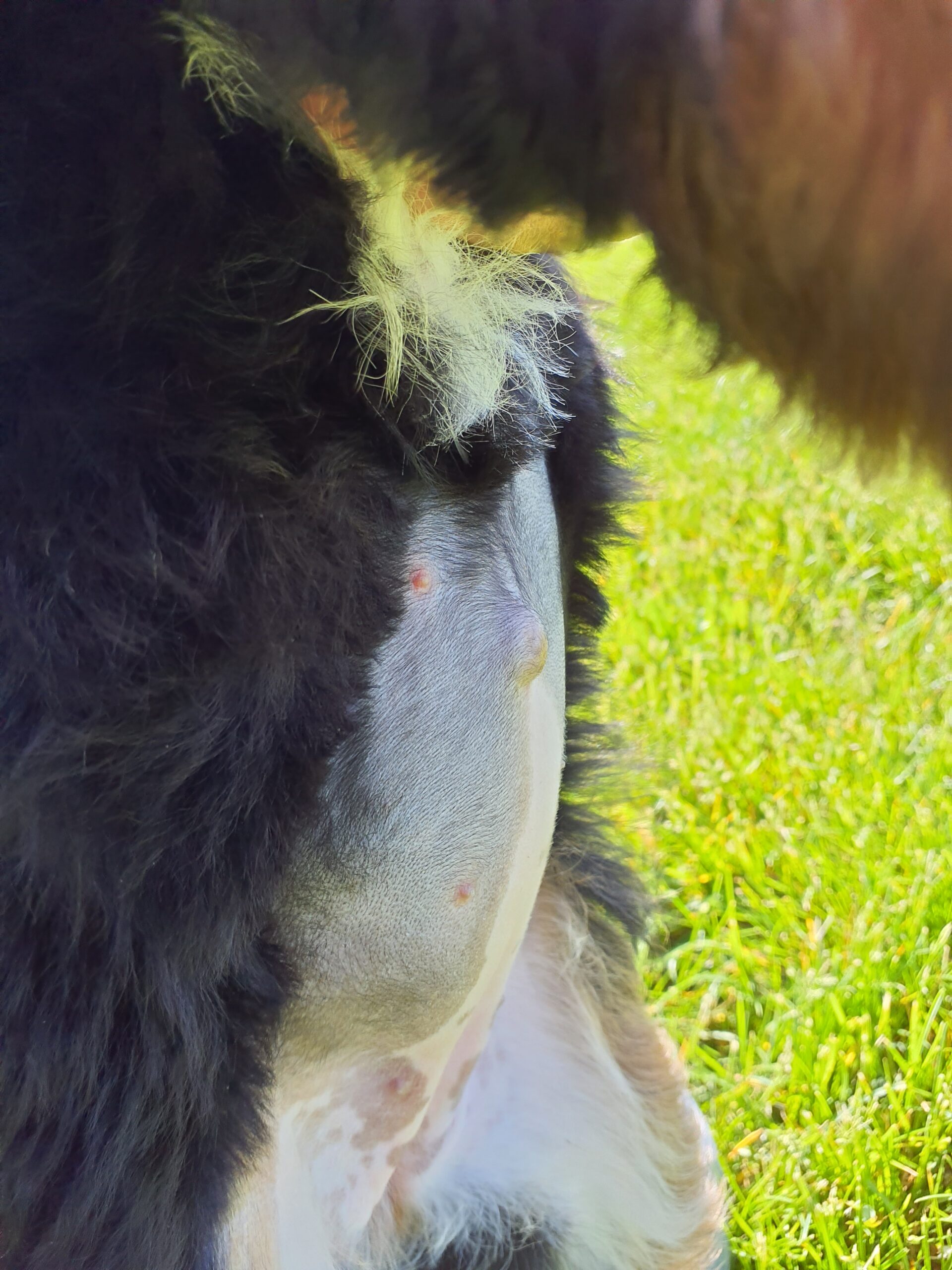 Samantha-Bernedoodle-Umbilical-Cord-Hernia Mini Bernedoodle with Umbilical Cord Hernia