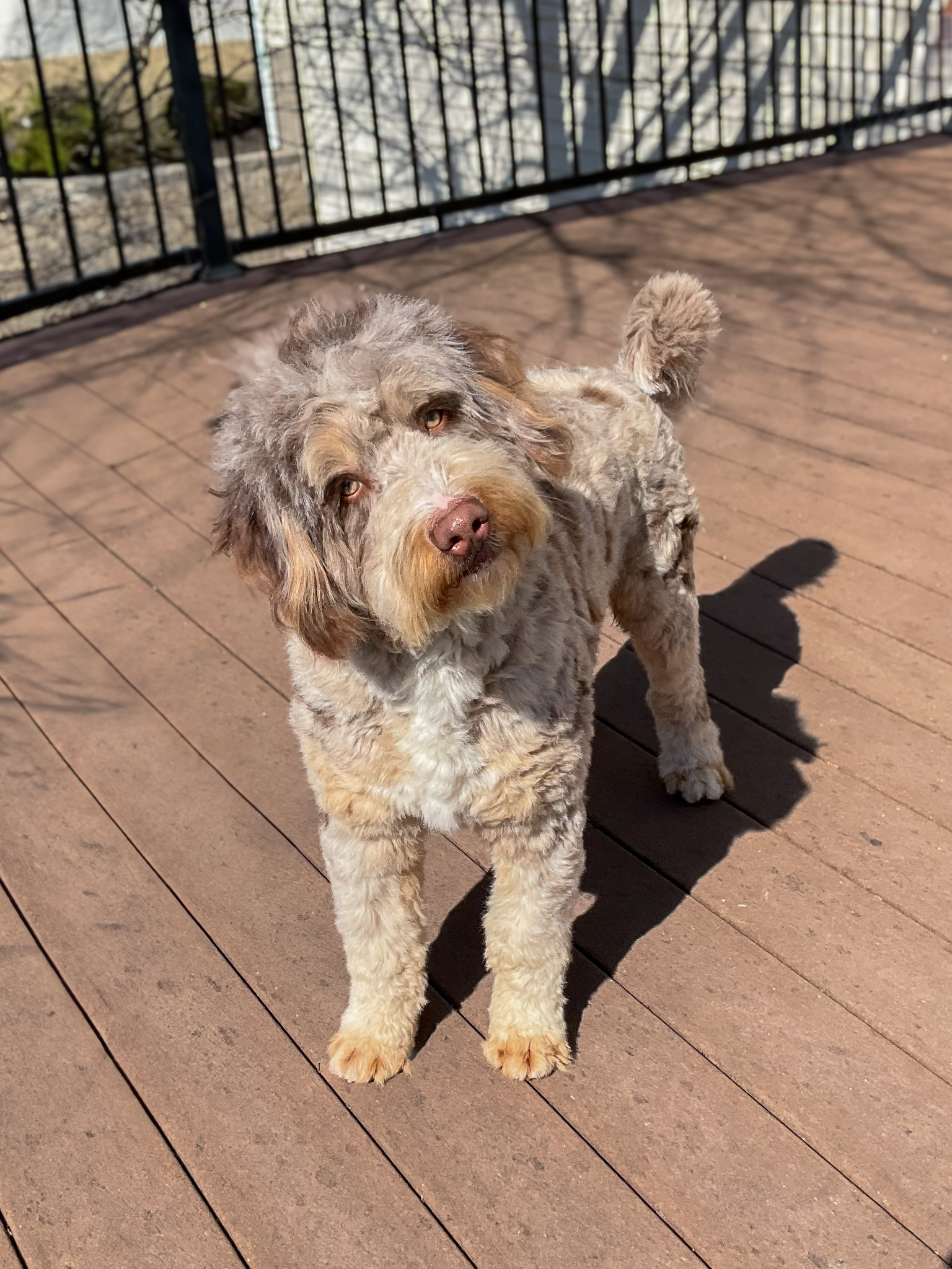 Teddy , Hoosier Canines