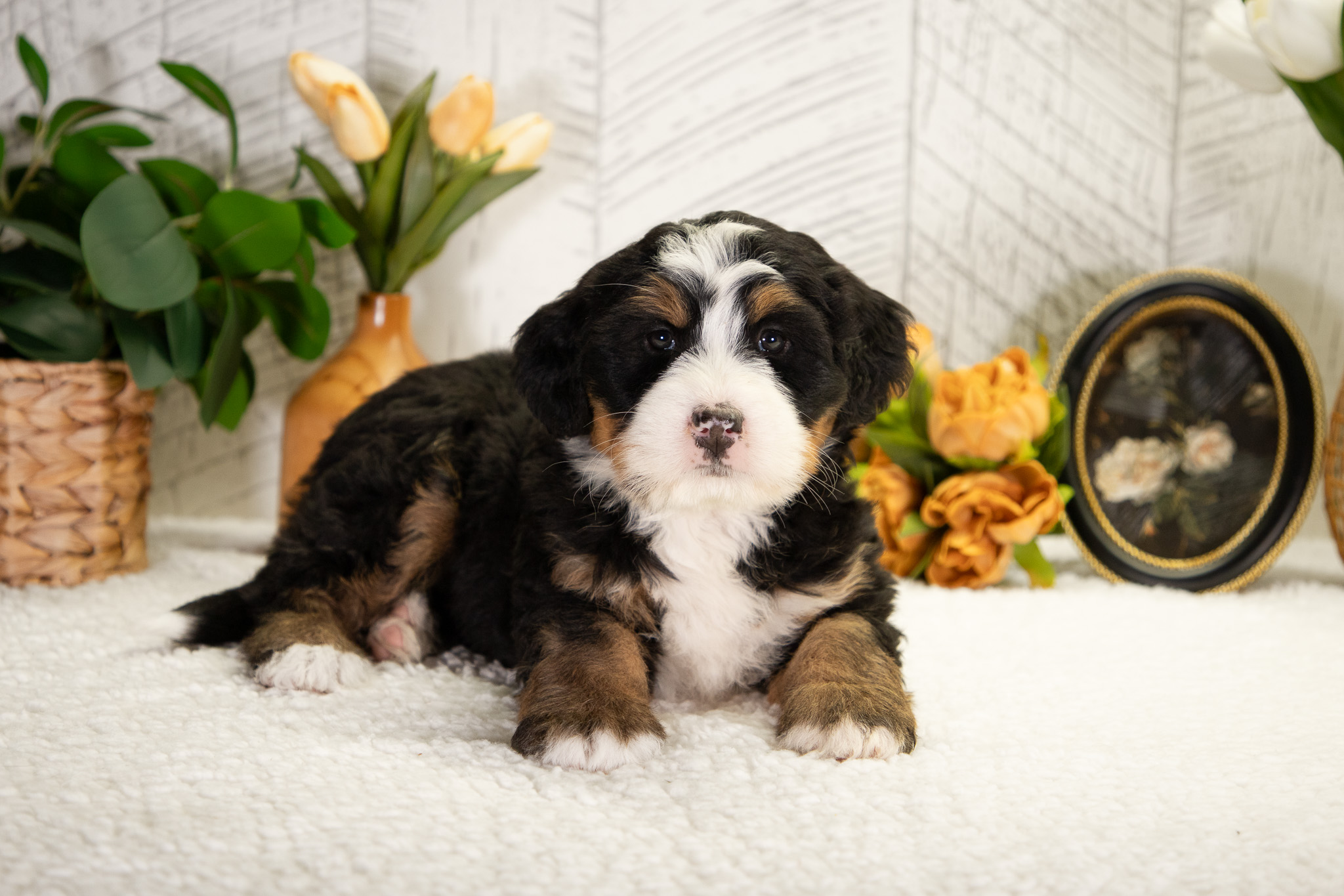 Bernedoodle Puppies For SaleFaith (Pending Selection)Bernedoodle For Sale