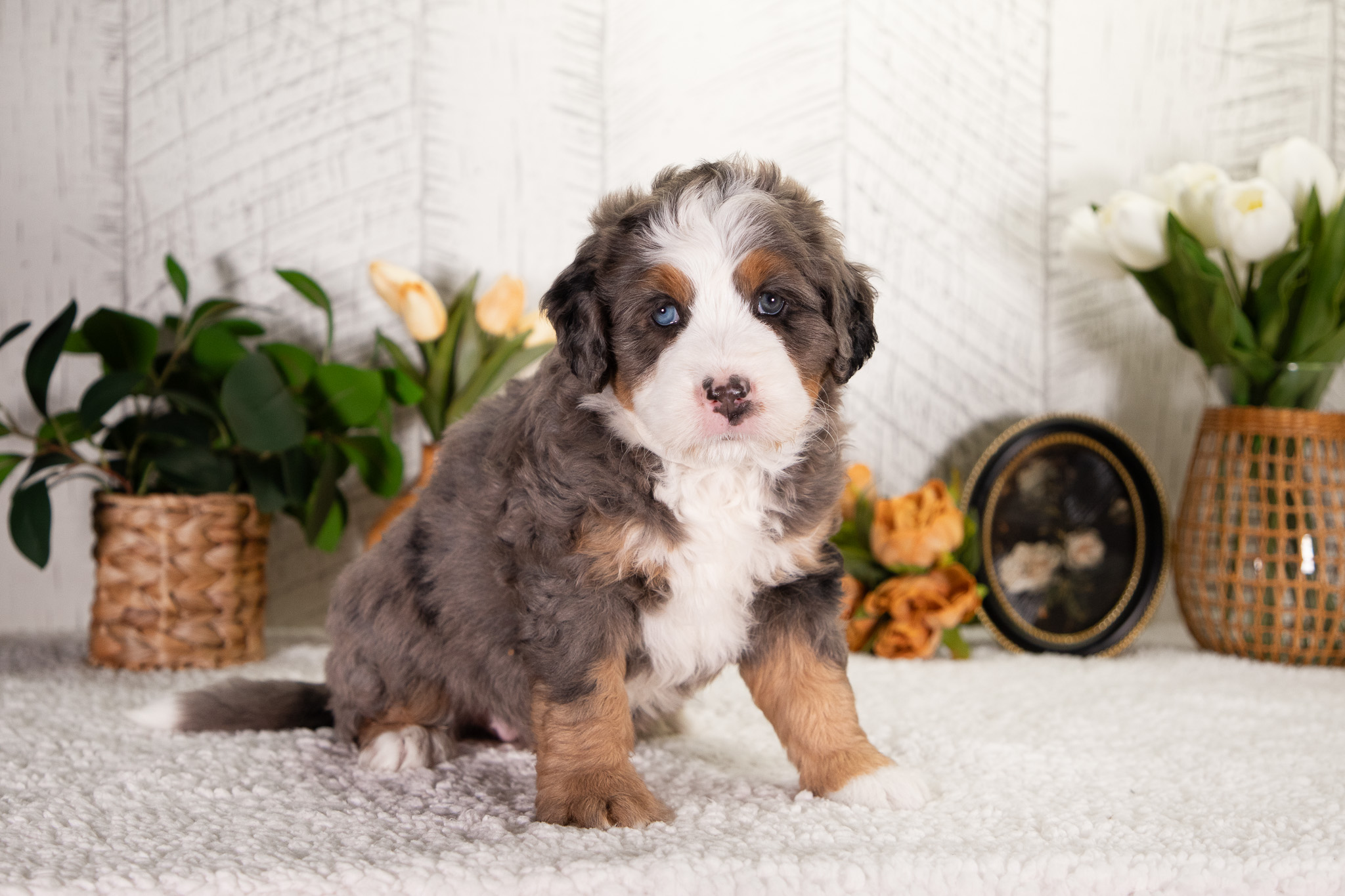 Bernedoodle Puppies For SaleFeebee (Pending Selection)Bernedoodle For Sale