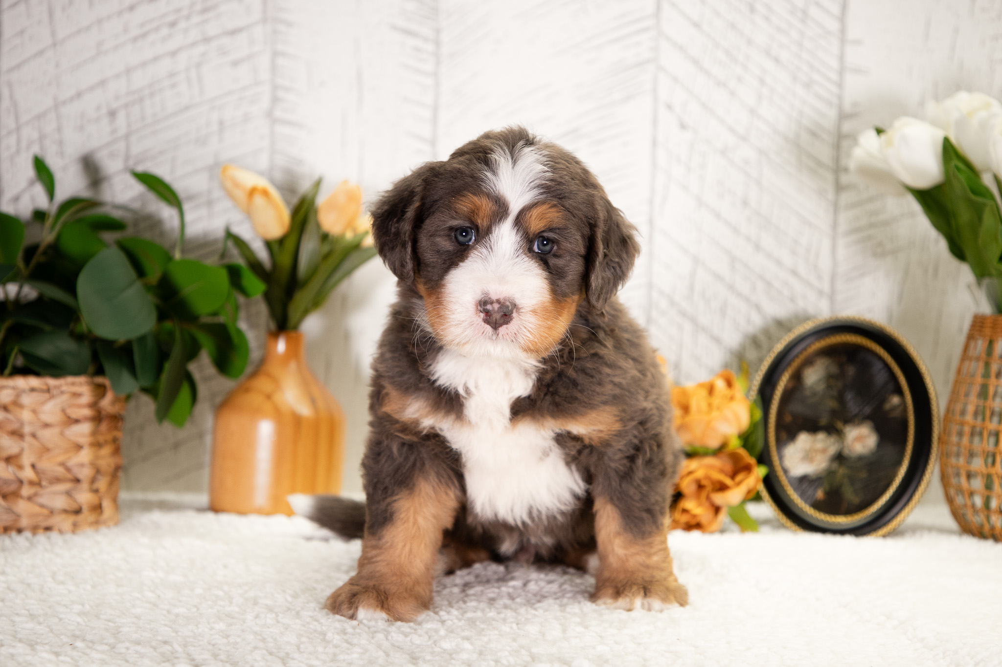 Bernedoodle Puppies For SaleFido (Pending Selection)Bernedoodle For Sale