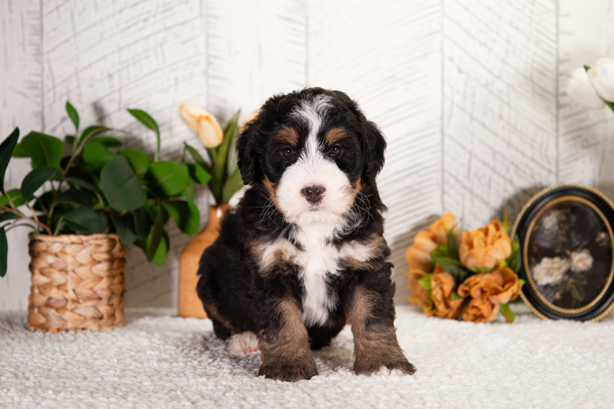 Bernedoodle Puppies For SaleFifi (Pending Selection)Bernedoodle For Sale