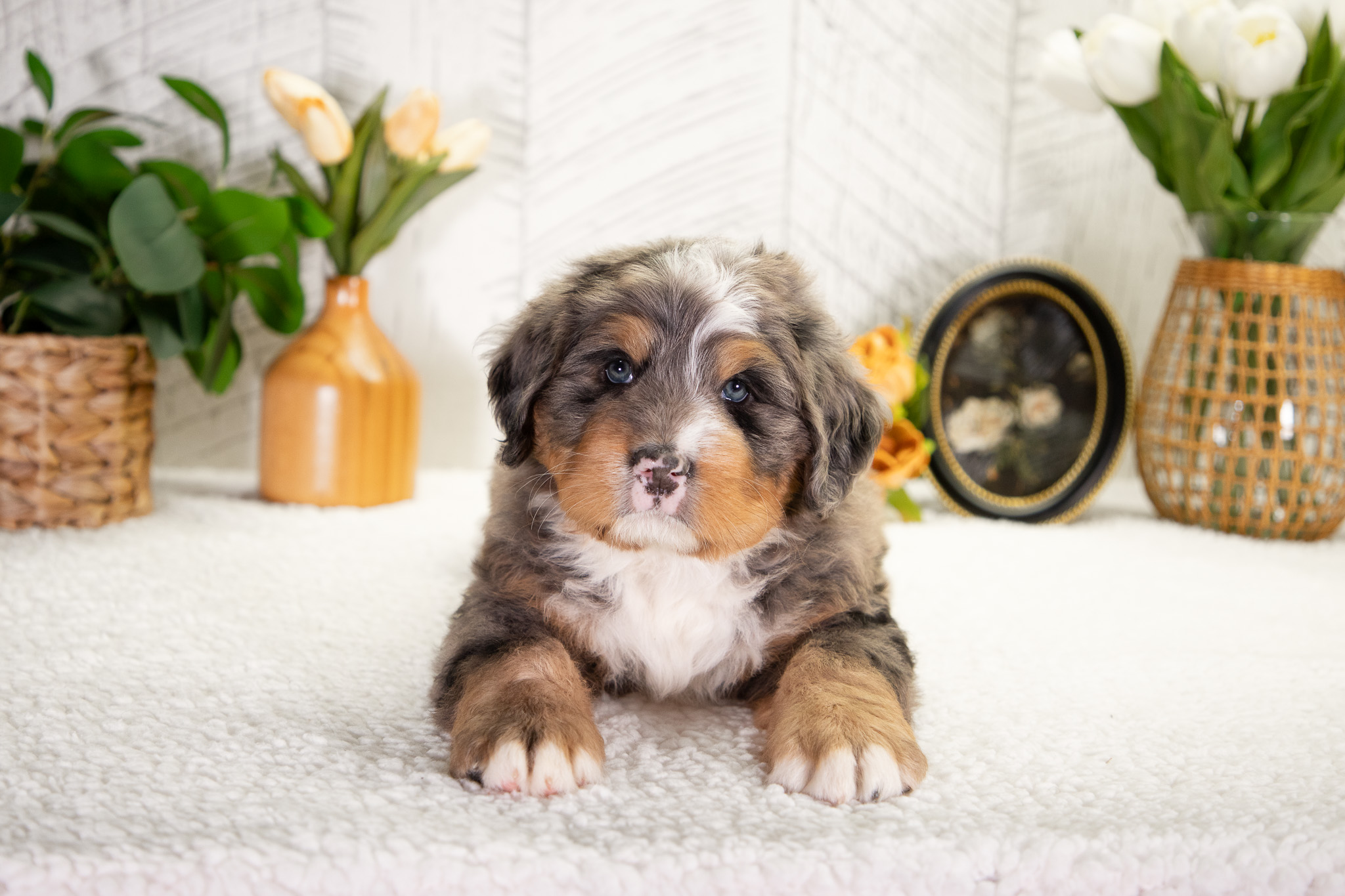 Bernedoodle Puppies For SaleFreddie (Pending Selection)Bernedoodle For Sale