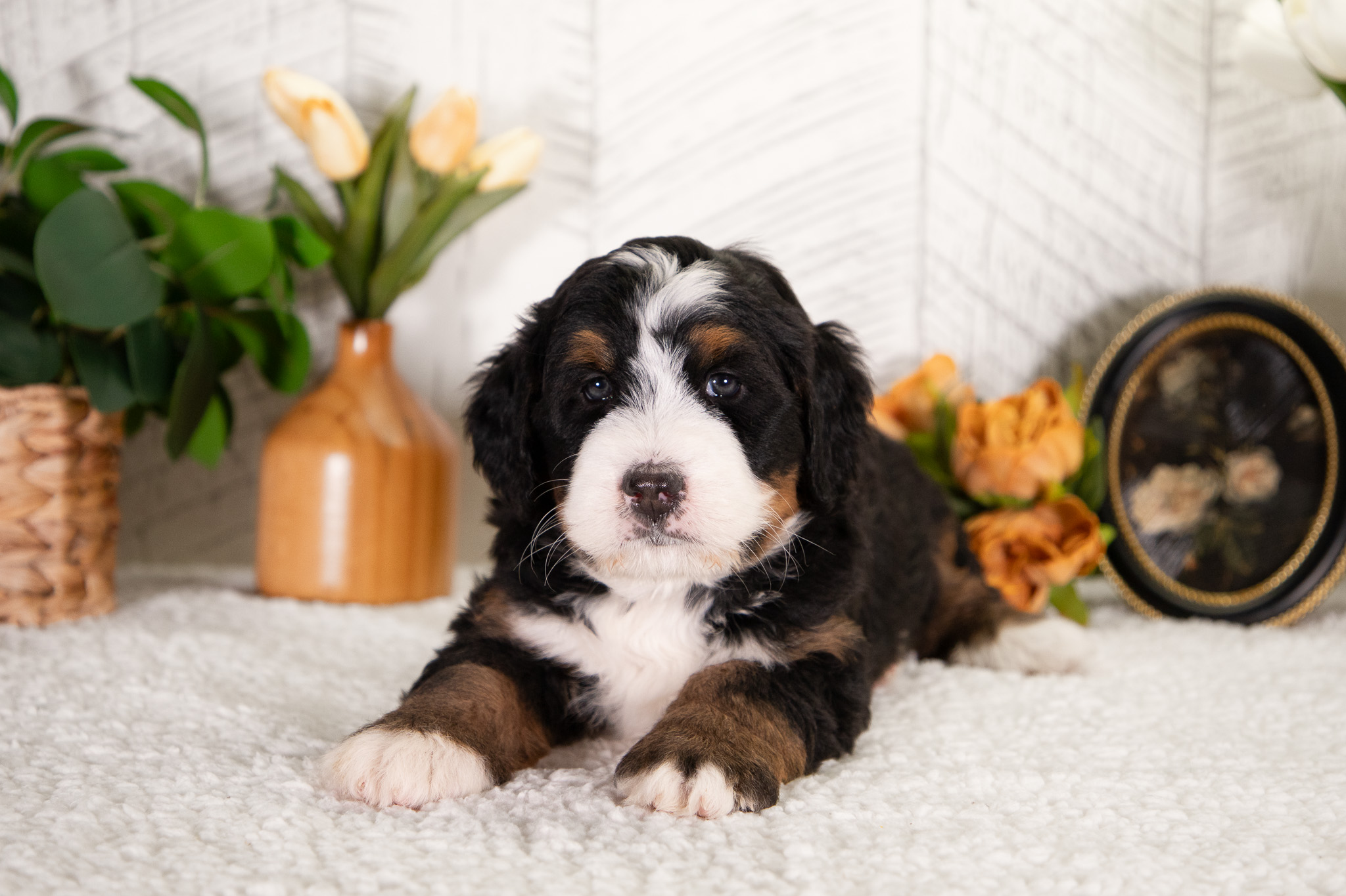 Bernedoodle Puppies For SaleFrosty (Reserved)Bernedoodle For Sale