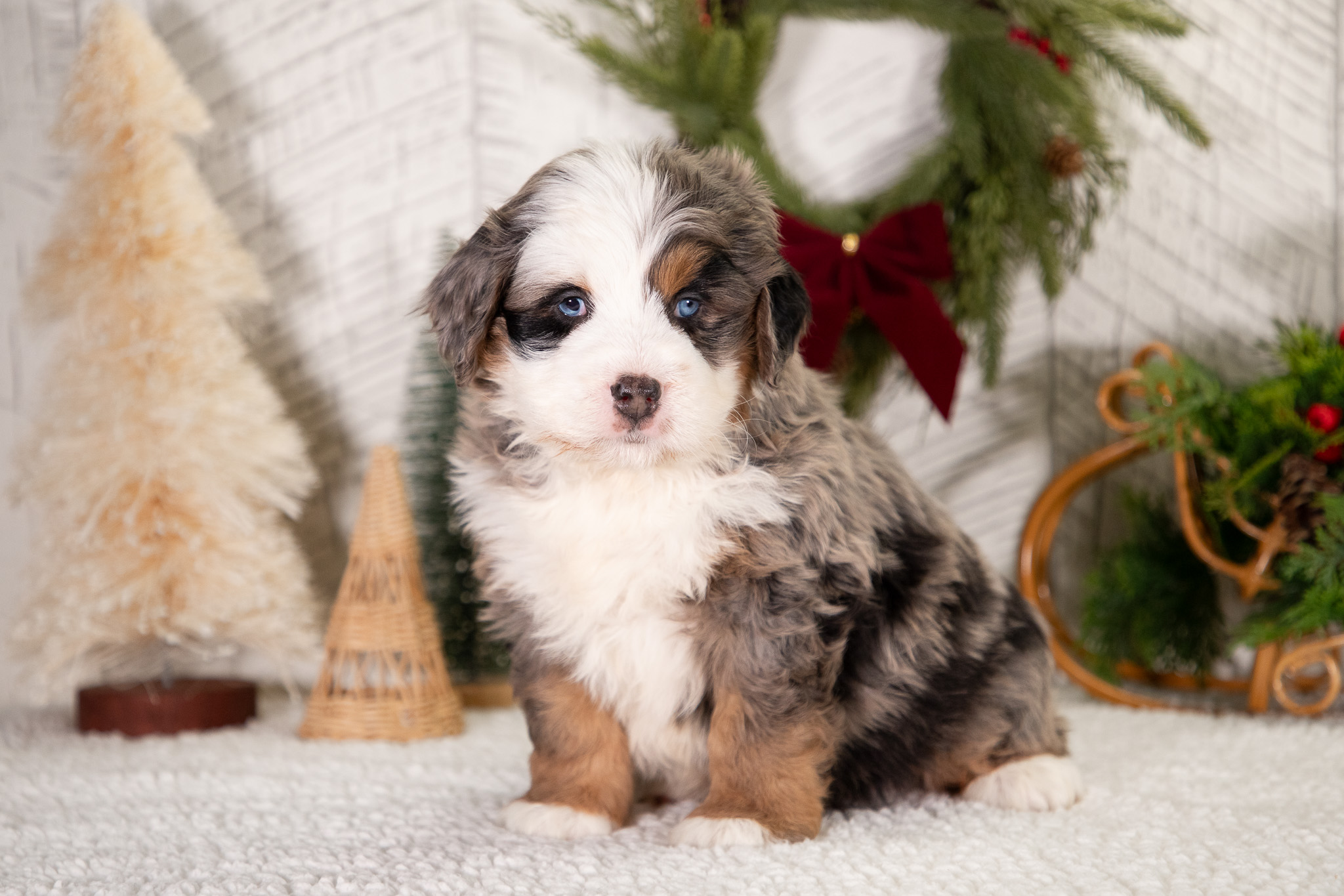 Ultra-Bernedoodle-Puppy-Benji-1