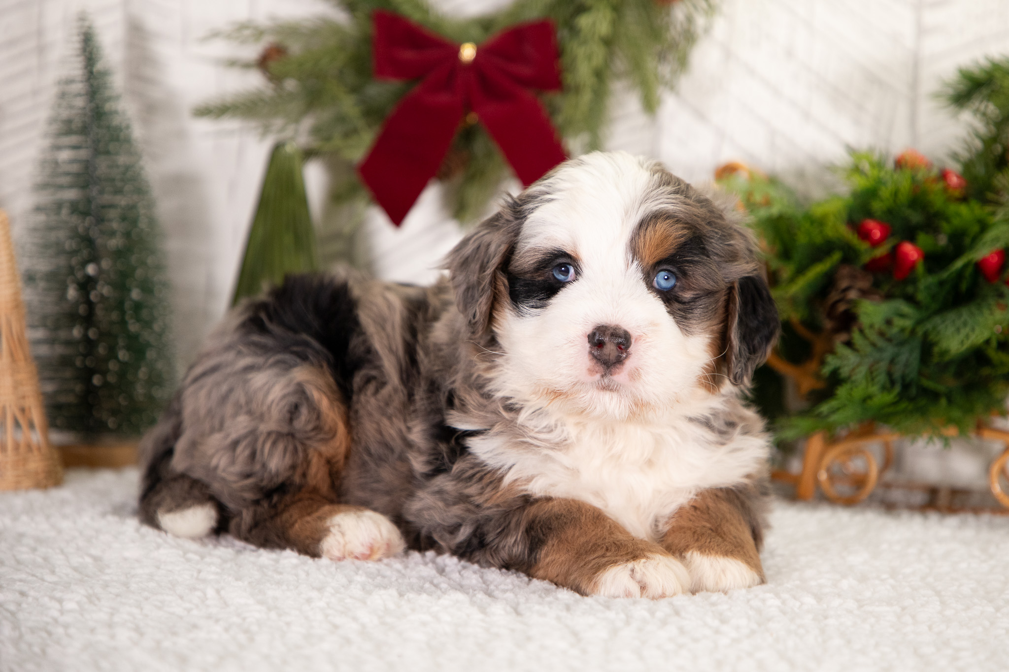 Ultra-Bernedoodle-Puppy-Benji-2