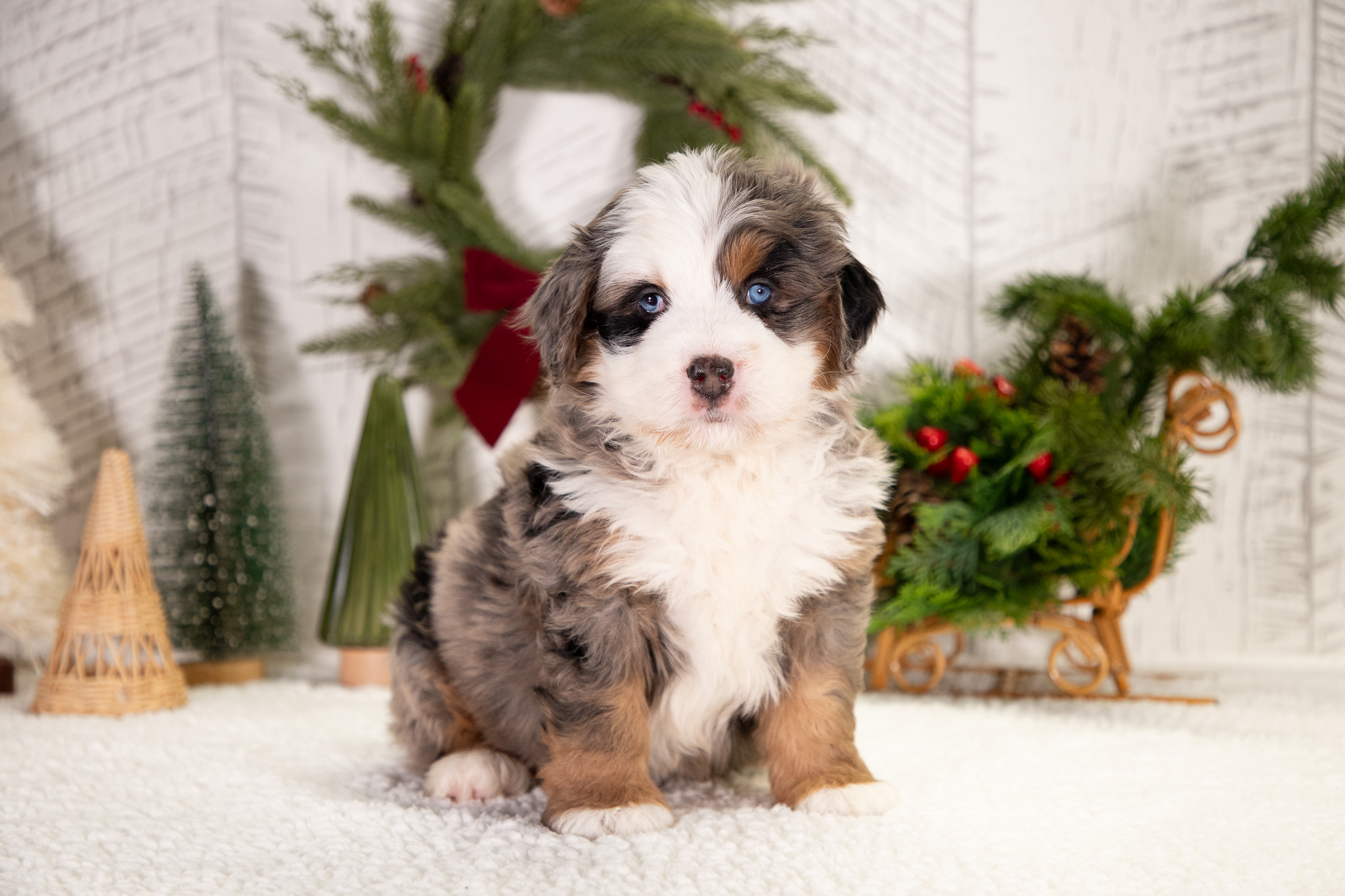 Bernedoodle Puppies For SaleBenjiBernedoodle For Sale