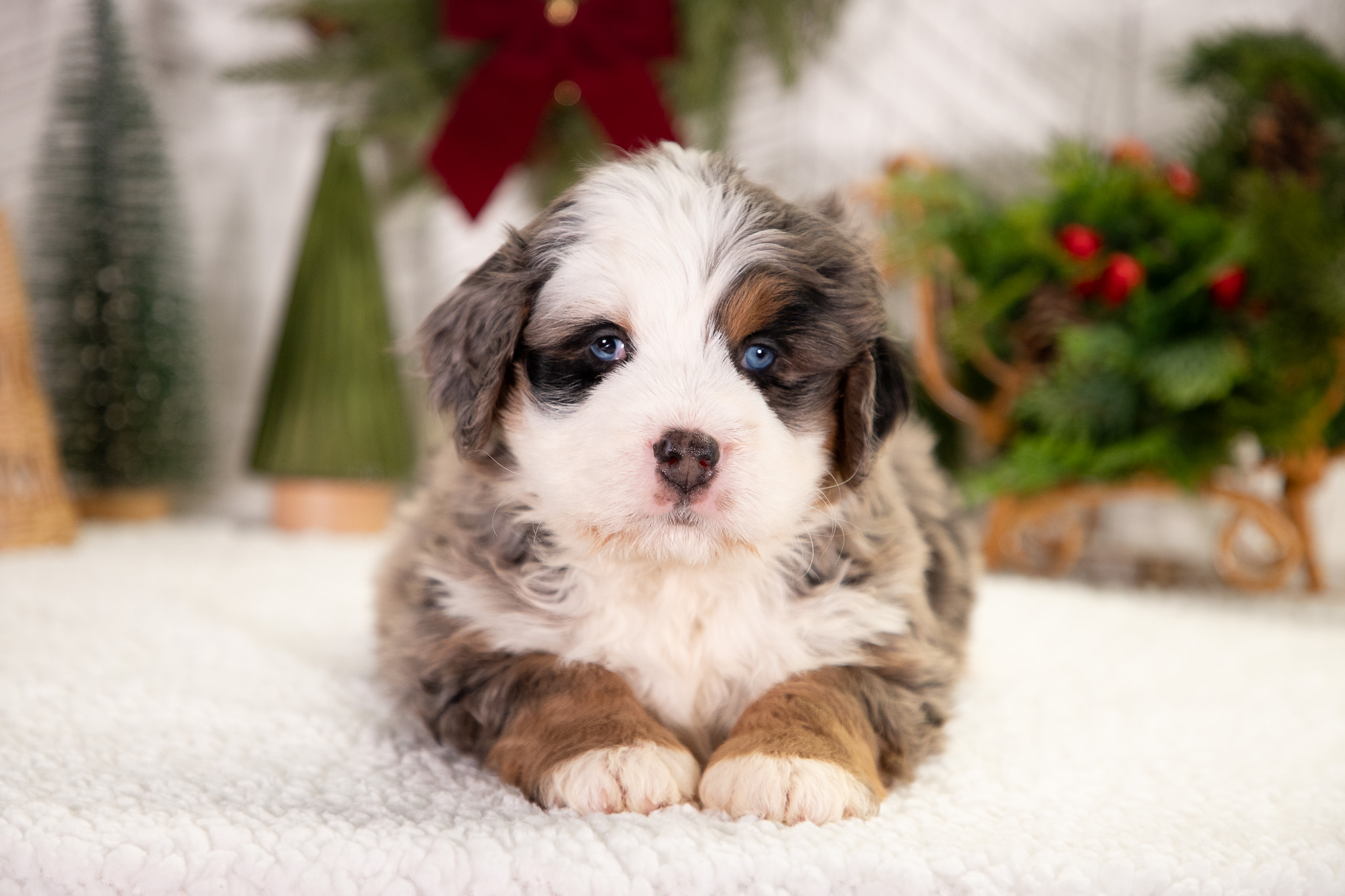 Ultra-Bernedoodle-Puppy-Benji-6