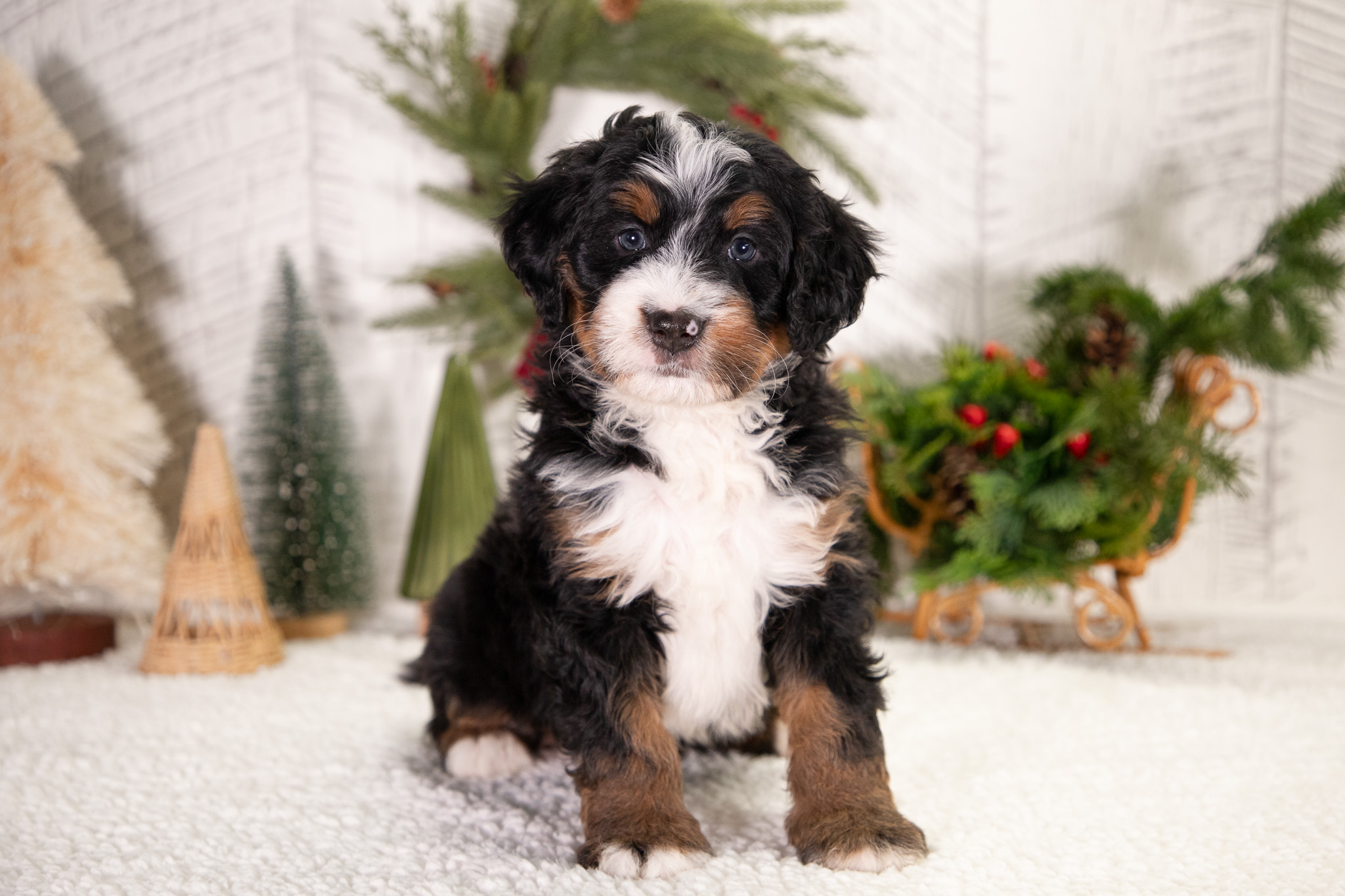 Ultra-Bernedoodle-Puppy-Buddy-1