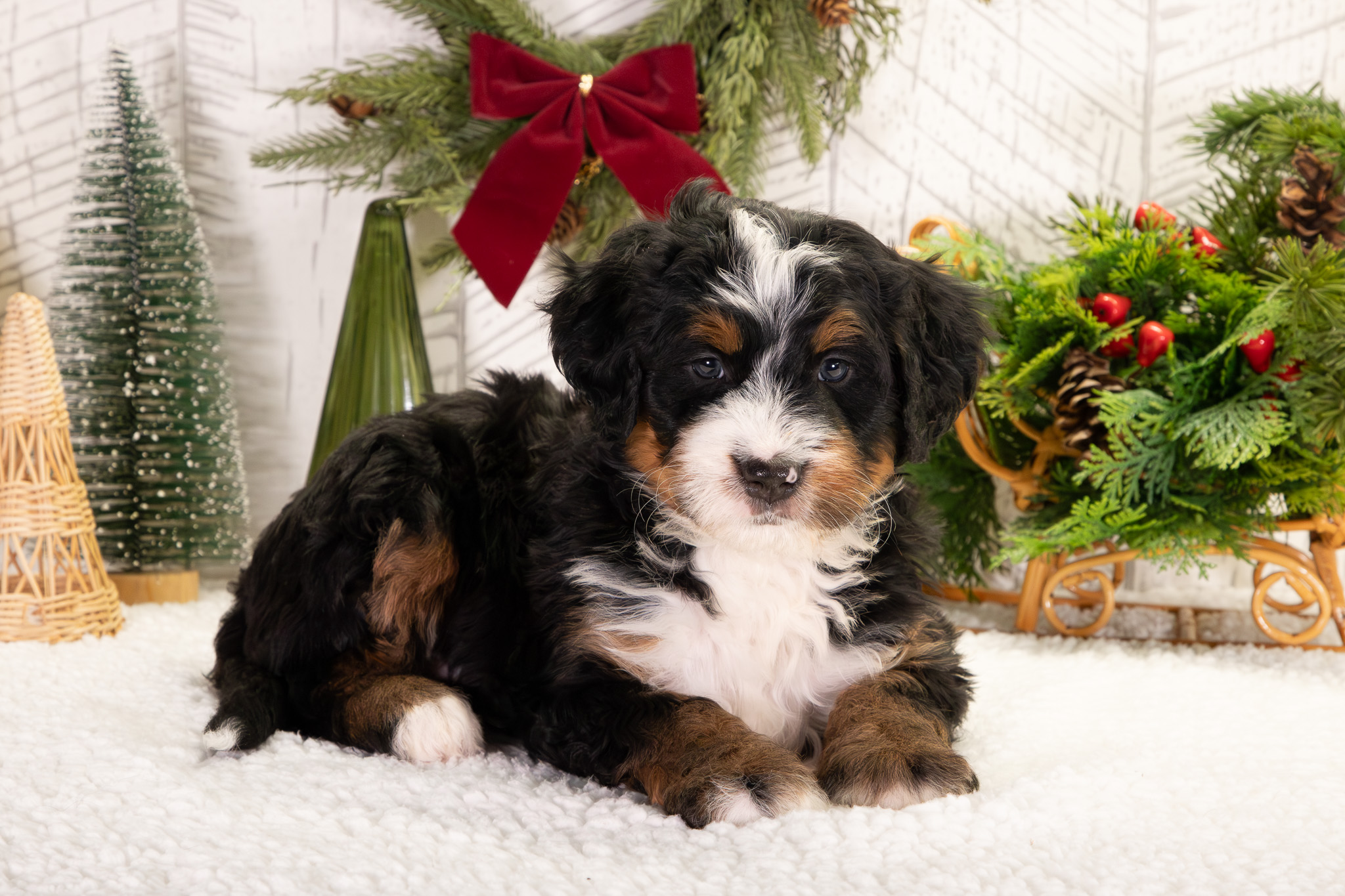 Ultra-Bernedoodle-Puppy-Buddy-2