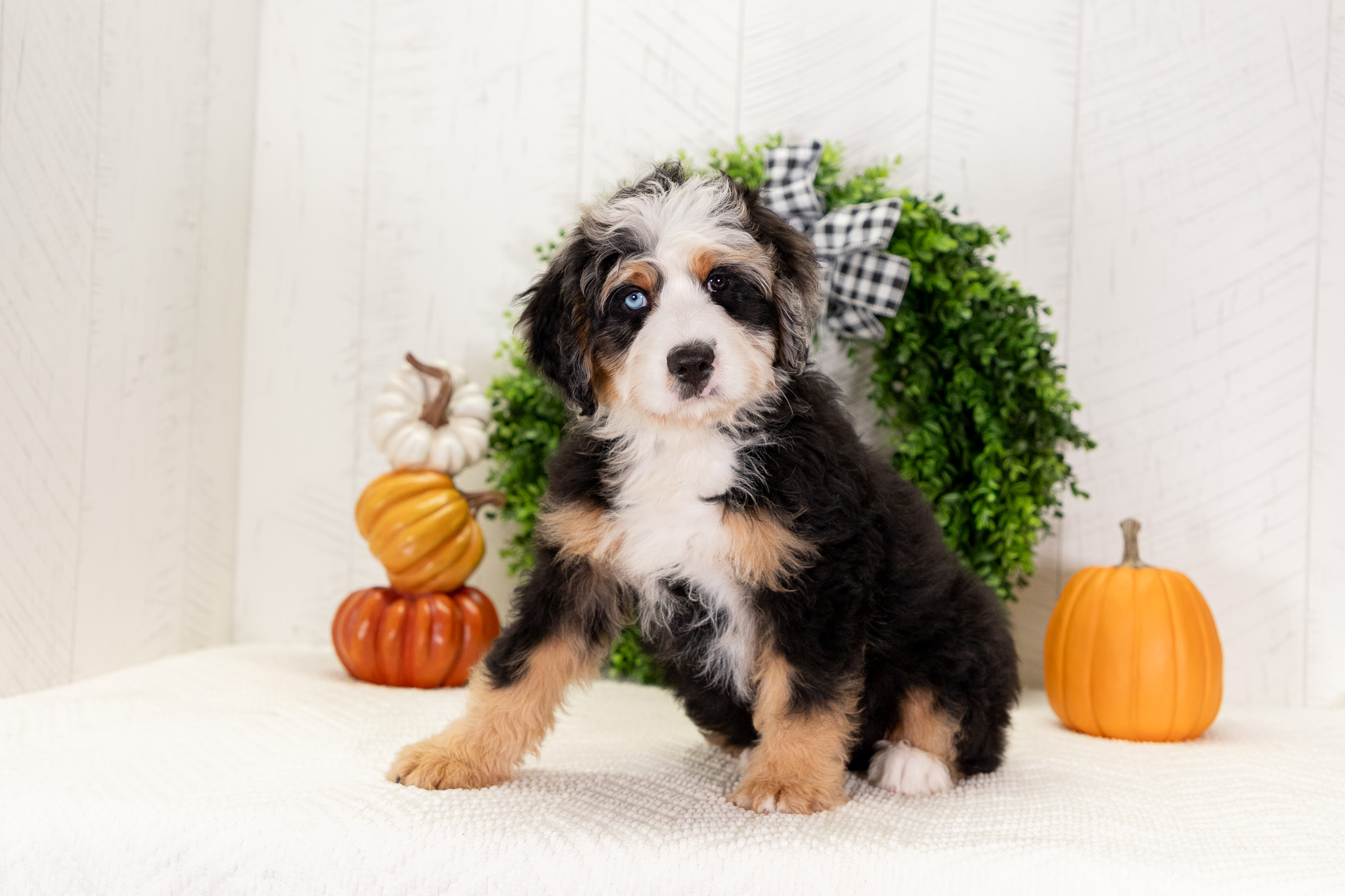 Bernedoodle Puppies For SaleValerieBernedoodle For Sale