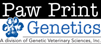Paw Print Genetics do DNA health testing of Bernedoodle parents for genetic conditions and orthopedic health.