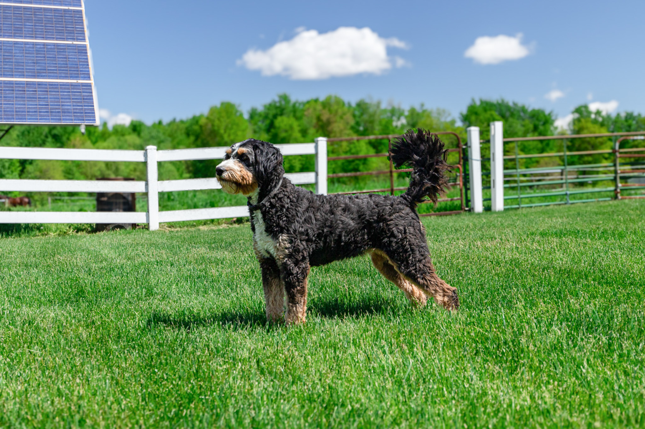 Penny , Hoosier Canines