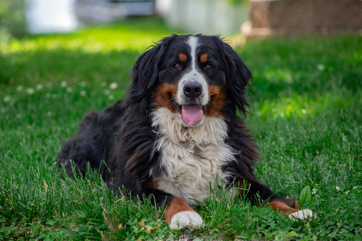 Meet Sage, one of our Female Bernedoodle Parents at Hoosier Canines