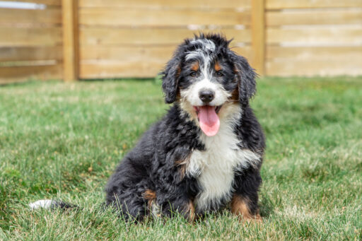 A-Happy-Hoosier-Bernedoodle-Smiling-While-Playing-In-the-Yard Bernedoodle Puppy Free In The grass looking forward .