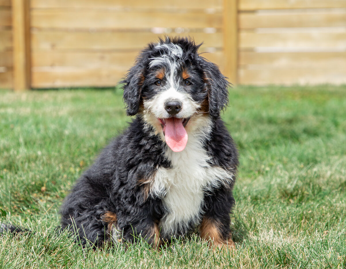 Bernedoodle Puppy Free In The grass looking forward .