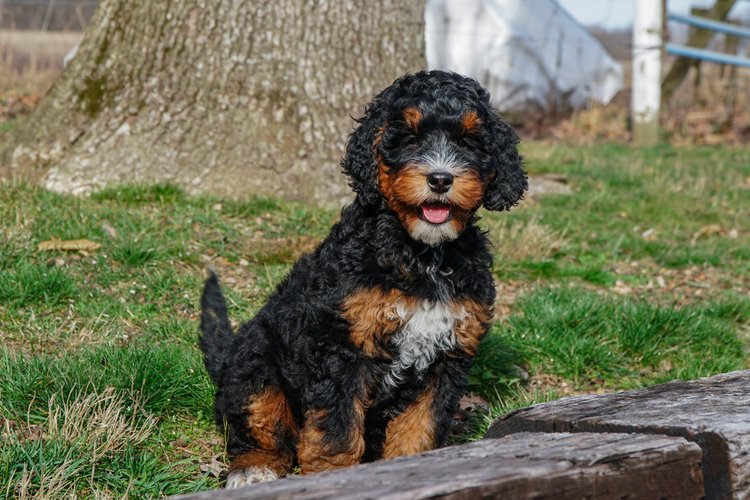 moment with their Bernedoodle, reflecting the breed's loving nature and strong bond with human companions