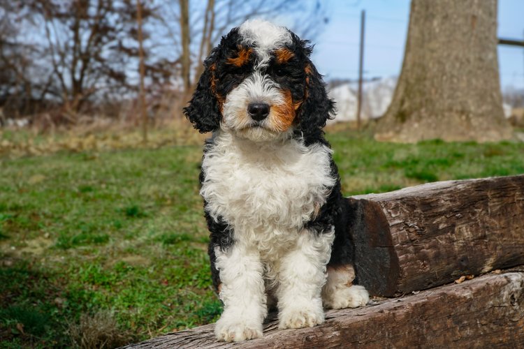 16 Week Old Bernedoodle looking stubbornly at the camera wondering why it cant play!