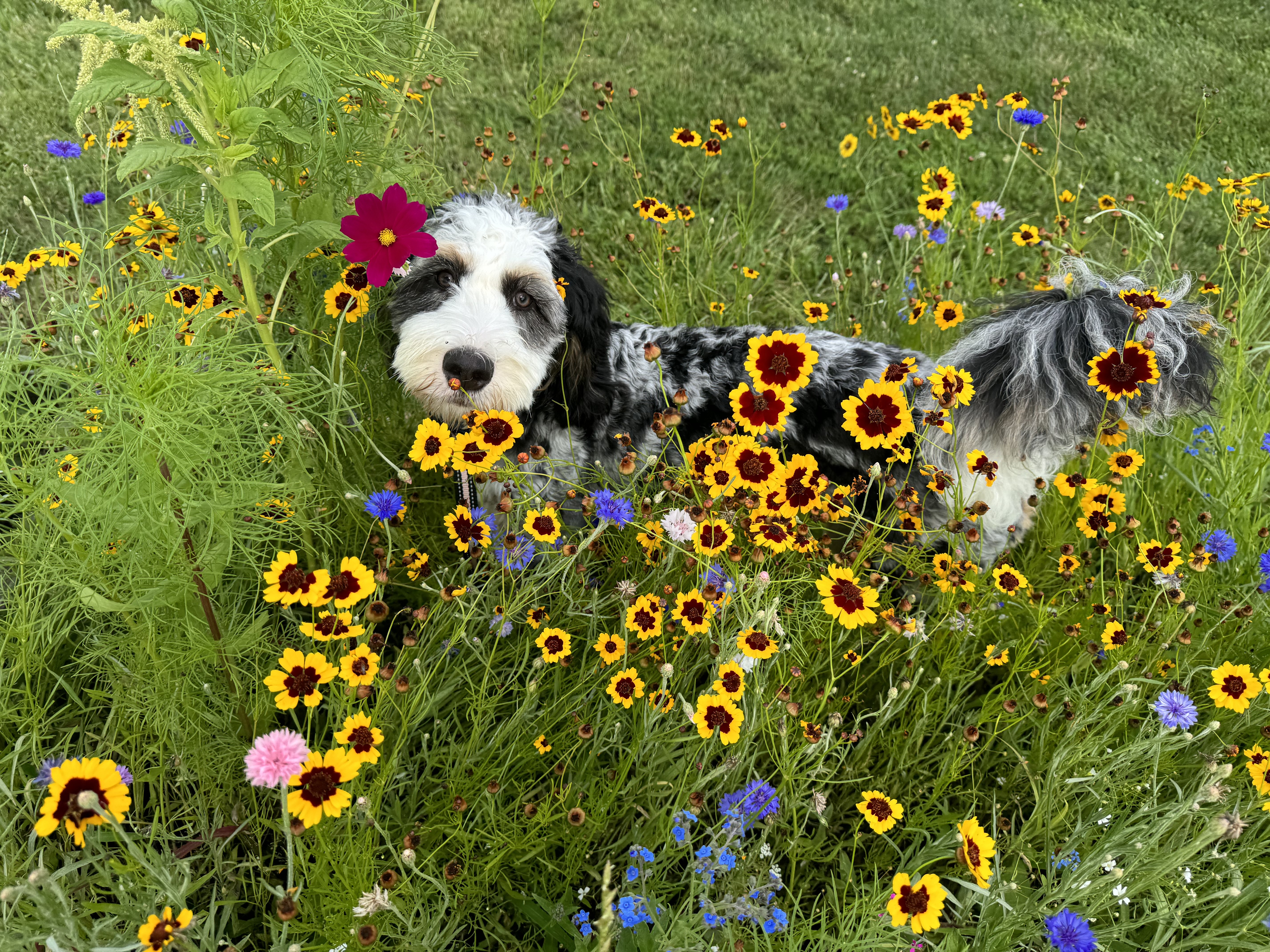 A Black and white Bernedoodle with a beautiful cost playing in tall prairie grass with budding flowers in the spring.