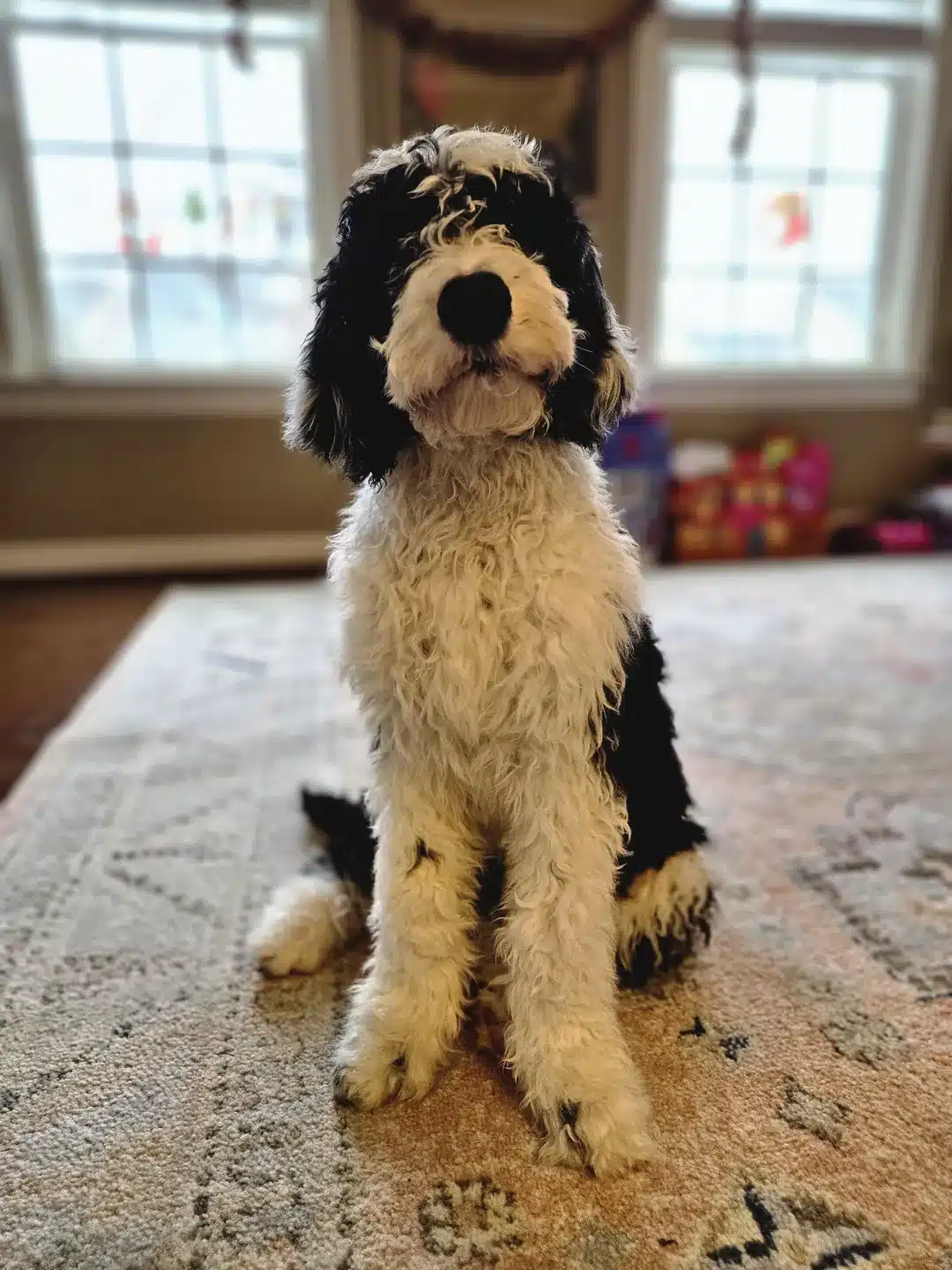Sheepadoodle A Sheepadoodle