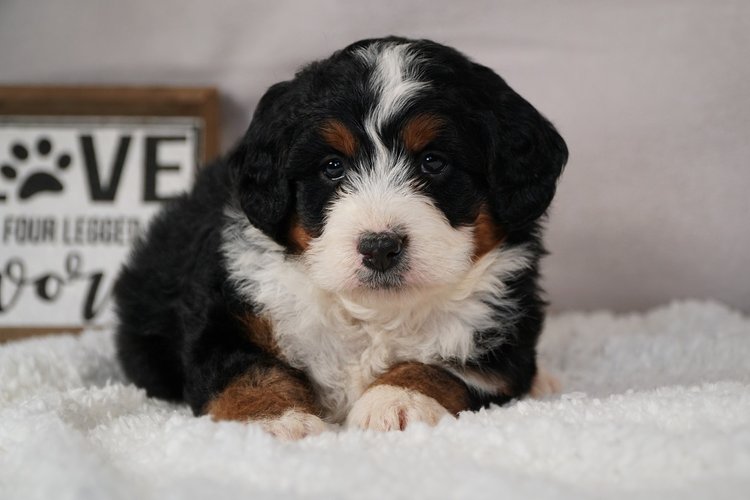 Veterinary health testing of Hoosier Canines' Bernedoodle parents for genetic conditions and orthopedic health through Paw Print Genetics and OFA