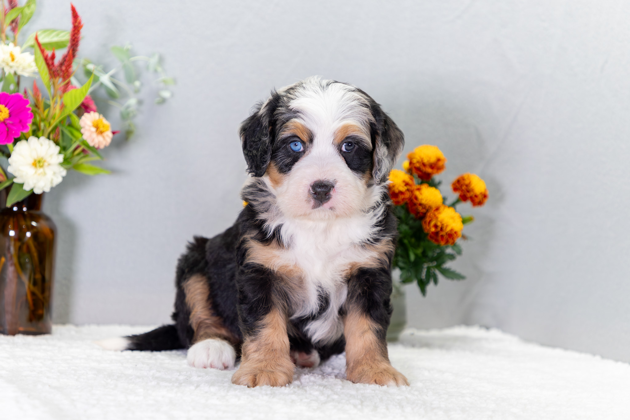 Bernedoodle Puppies For SaleValerieBernedoodle For Sale